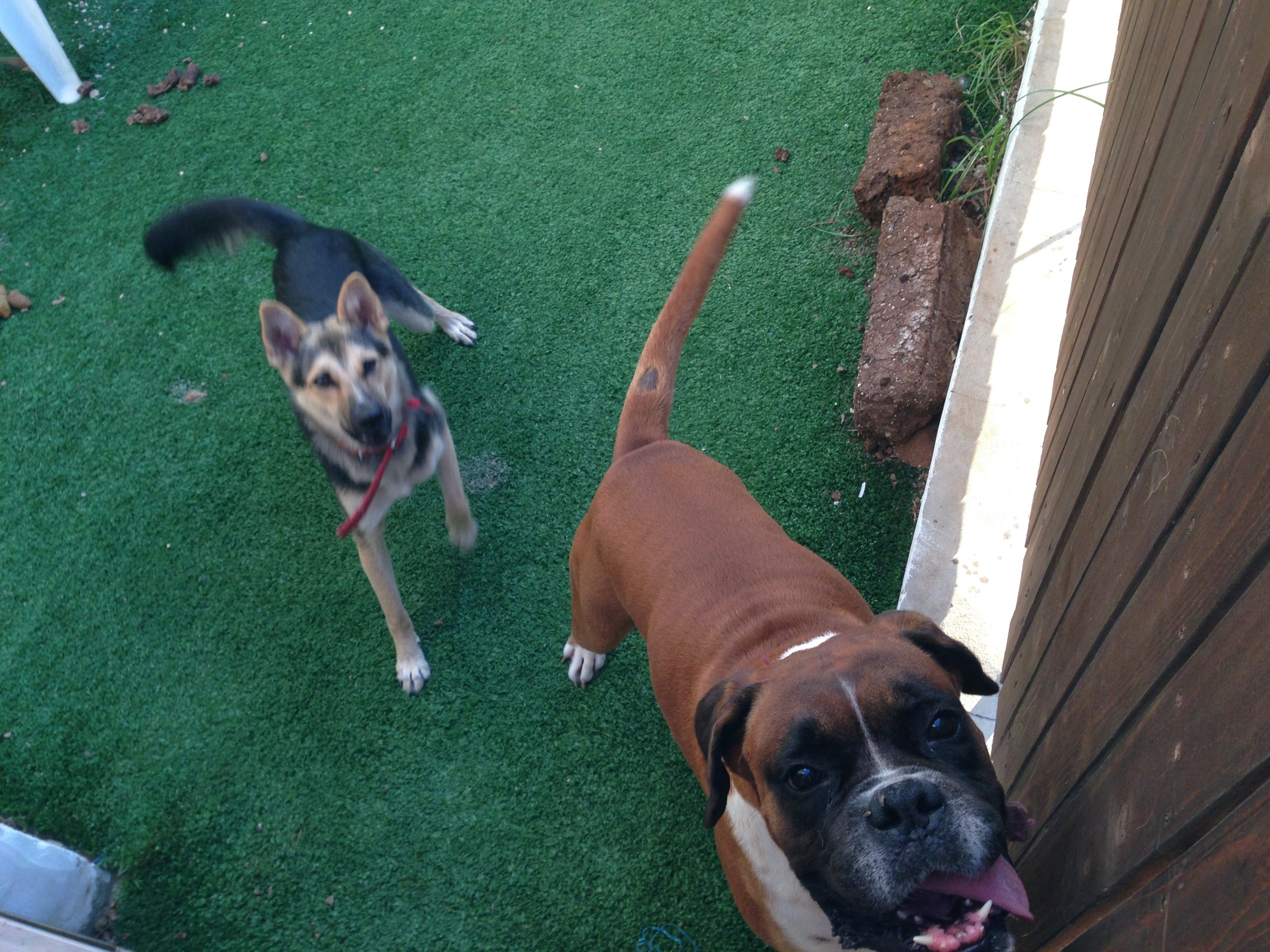 My ״Star״ Boxer Dog