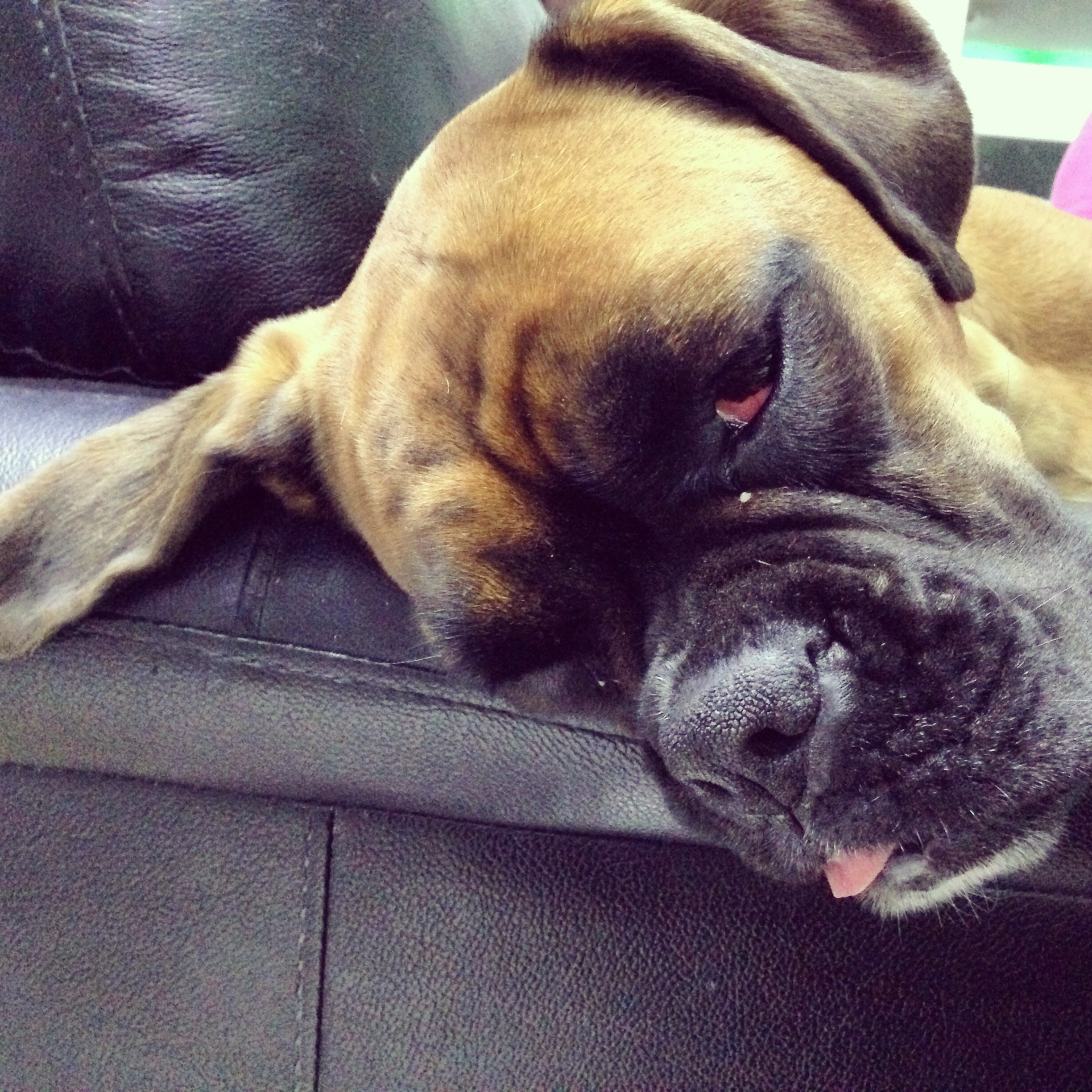 My ״Star״ Boxer Dog