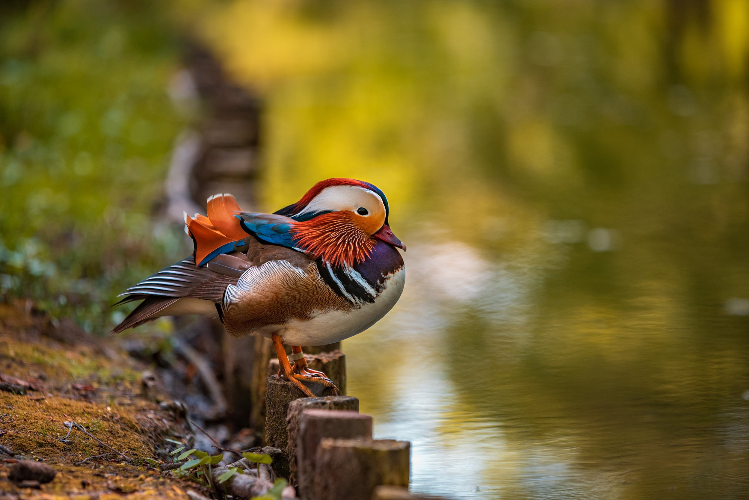 Royal Baths Park — Warsaw. Photographer in Yerevan