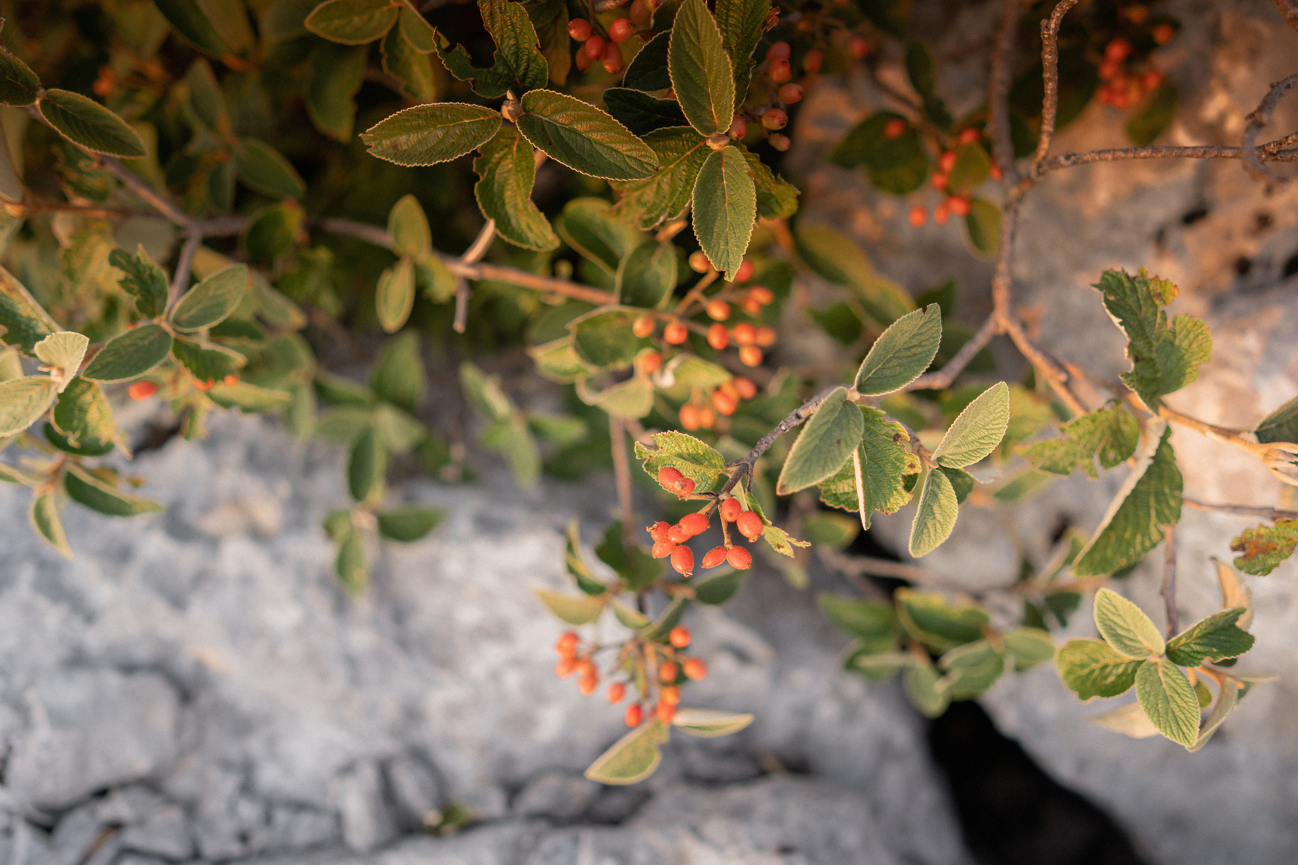 Wedding photoshoot in Montenegro