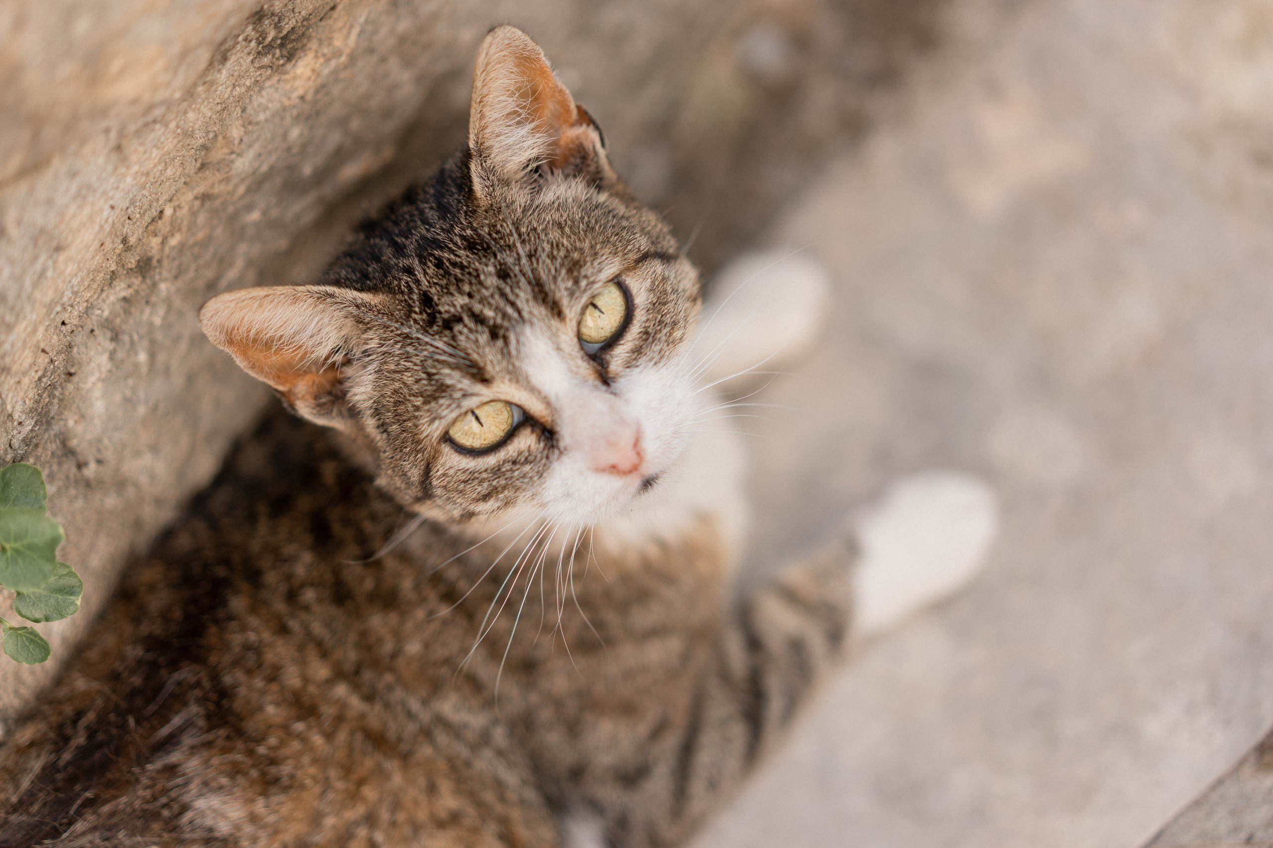 Wedding photoshoot in Montenegro