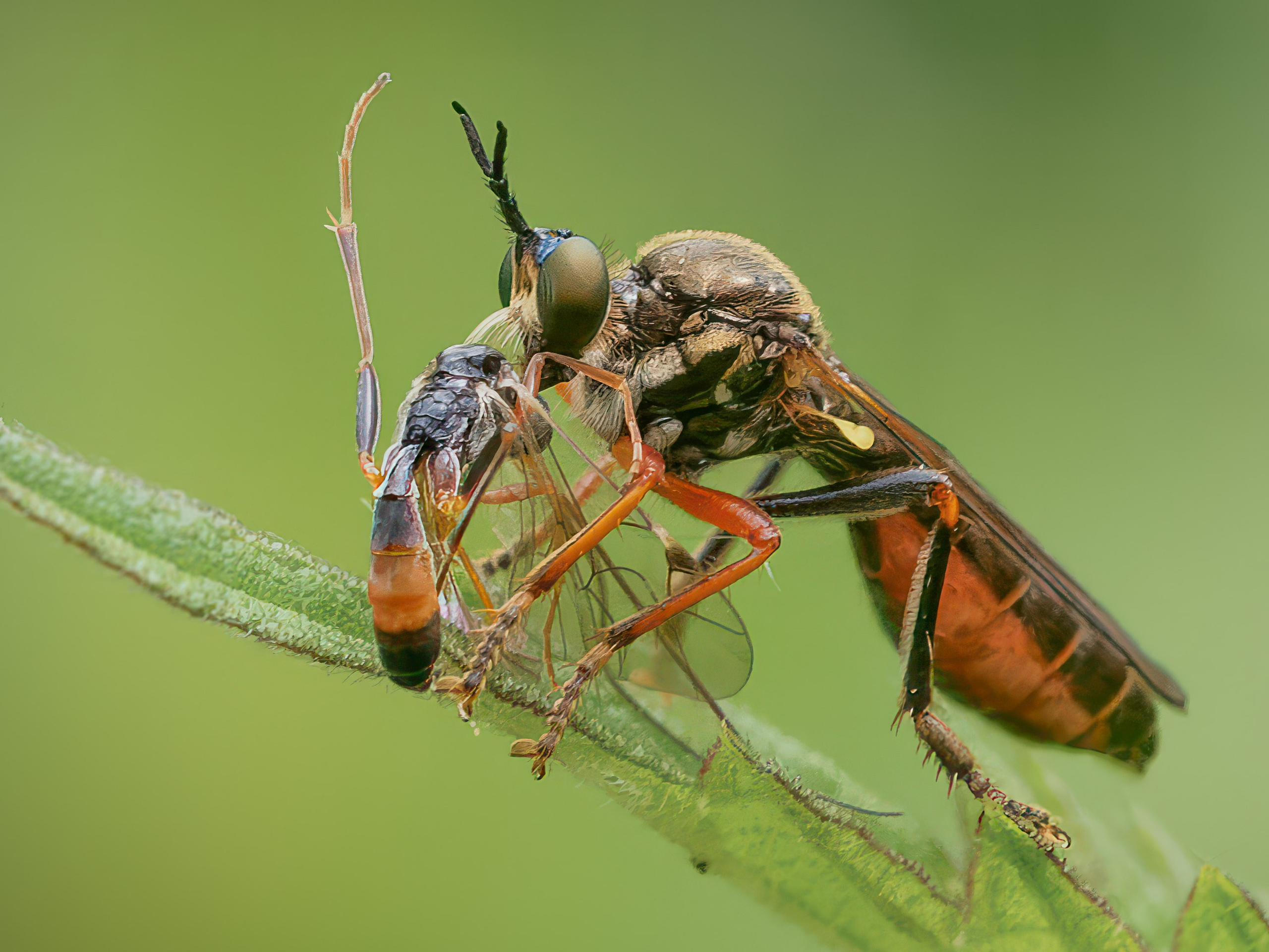 UK Wildlife Photography Gallery. Hedley Wright Photography | East Anglia Sport, Street, Wildlife, Landscape & Astrophotography