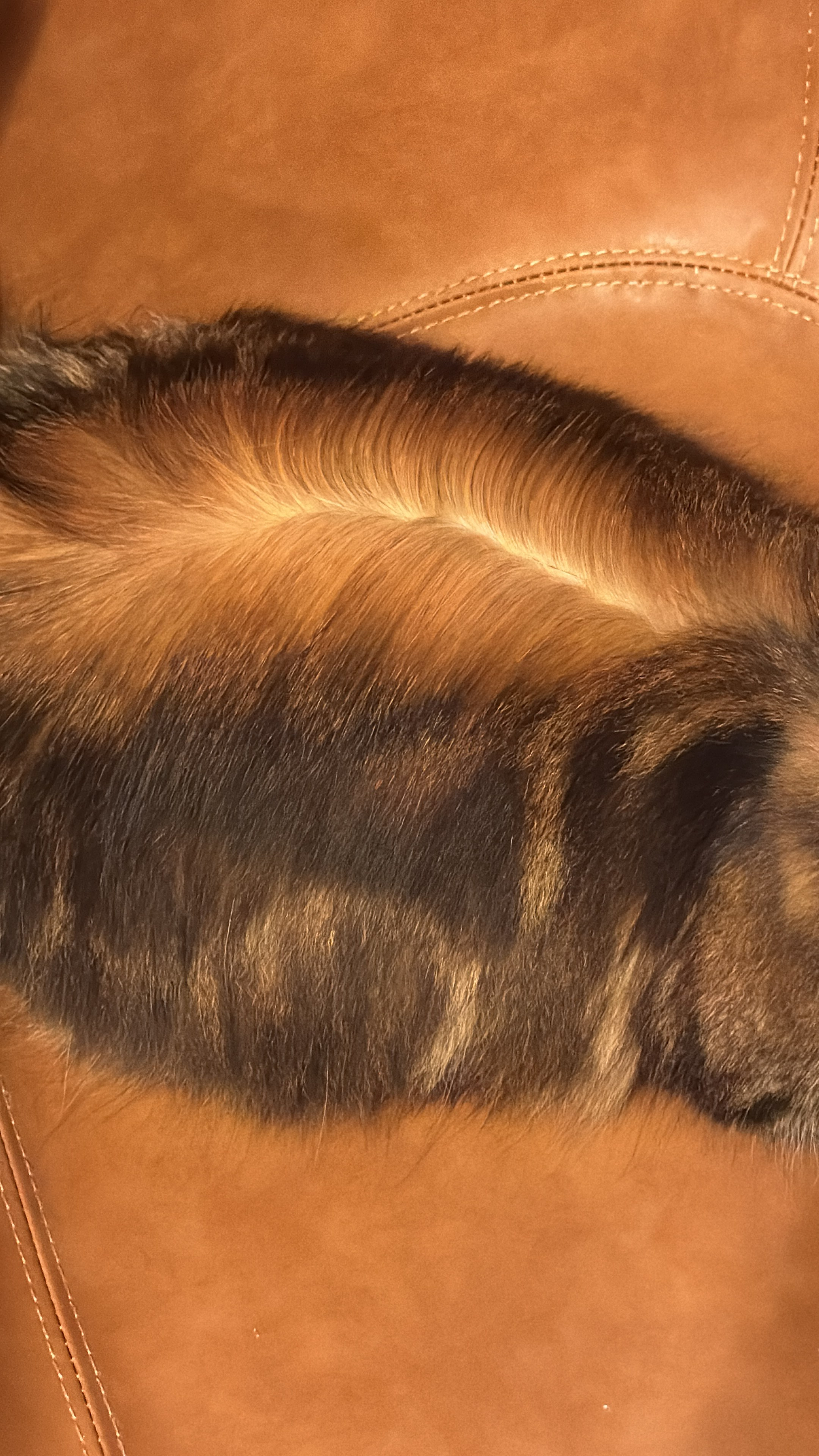 pedigree https://www.pawpeds.com/db/?a=p&id=1724634&g=4&p=sib&o=elastic