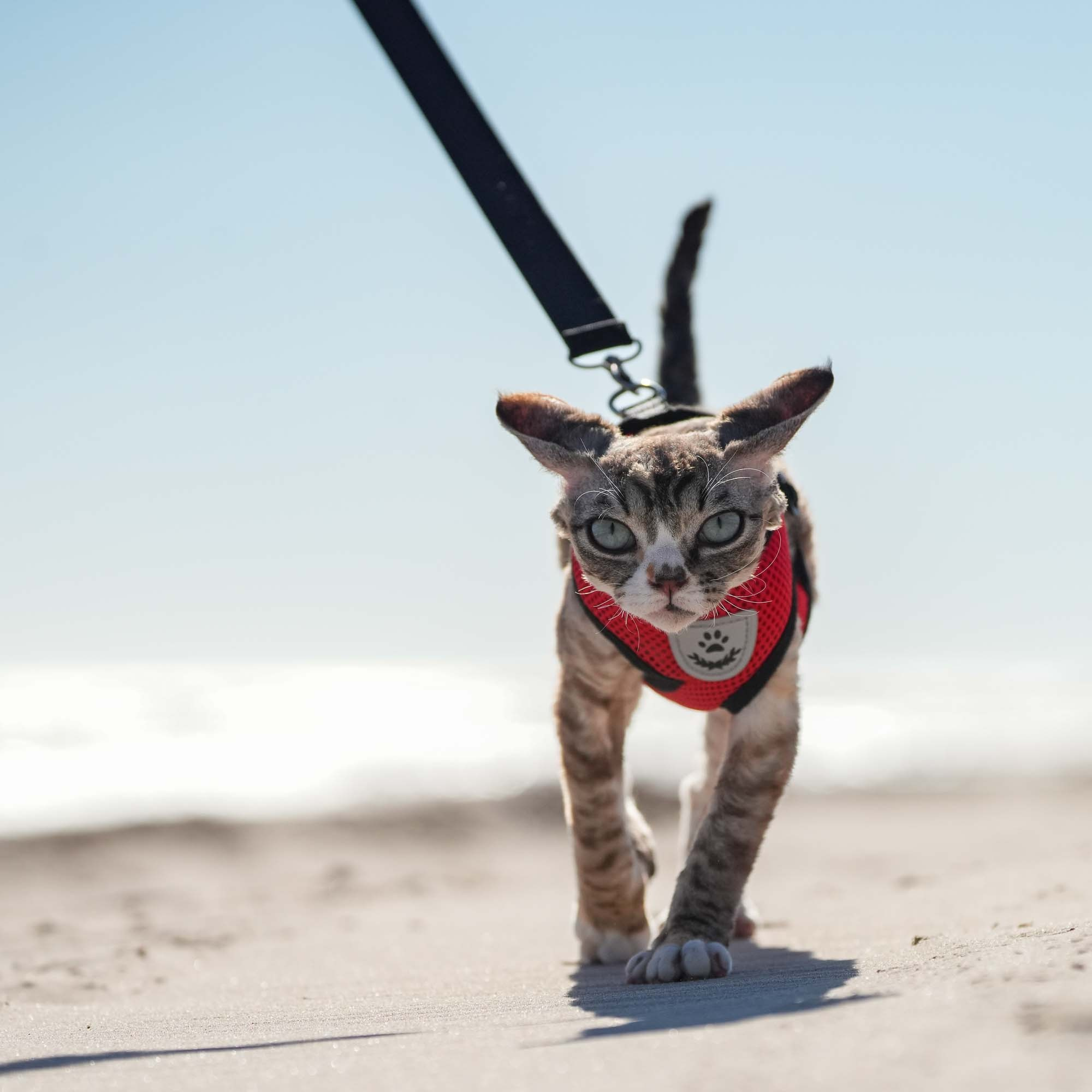 Kasia,  girl, born 07.02.2025. Devon Rex Pixie Cattery