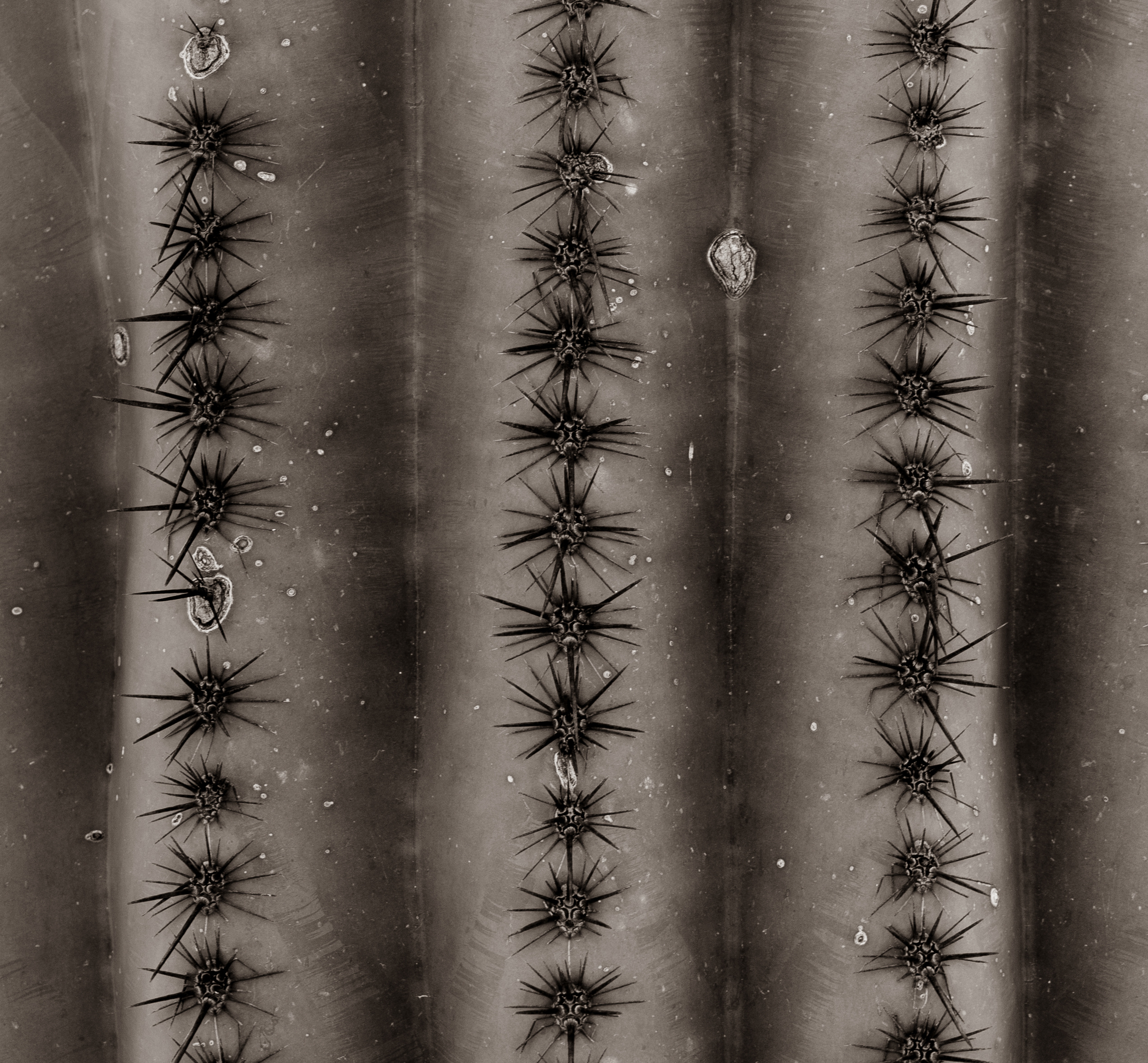 Кактусы. Olga Serebryannaya Travel Photography