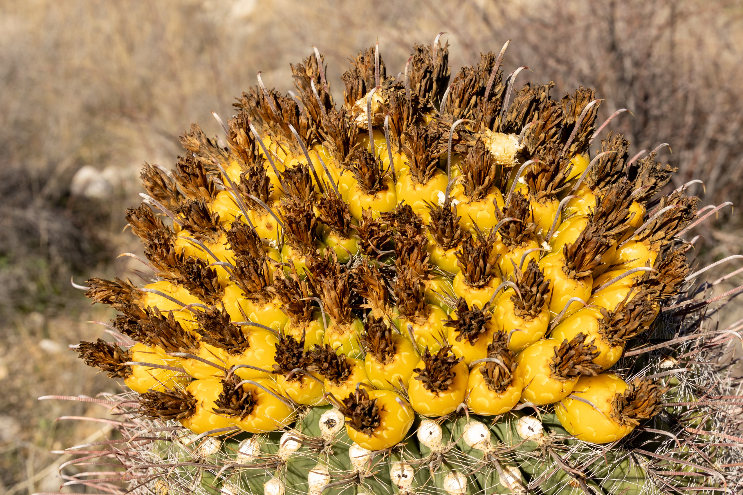 Кактусы. Olga Serebryannaya Travel Photography