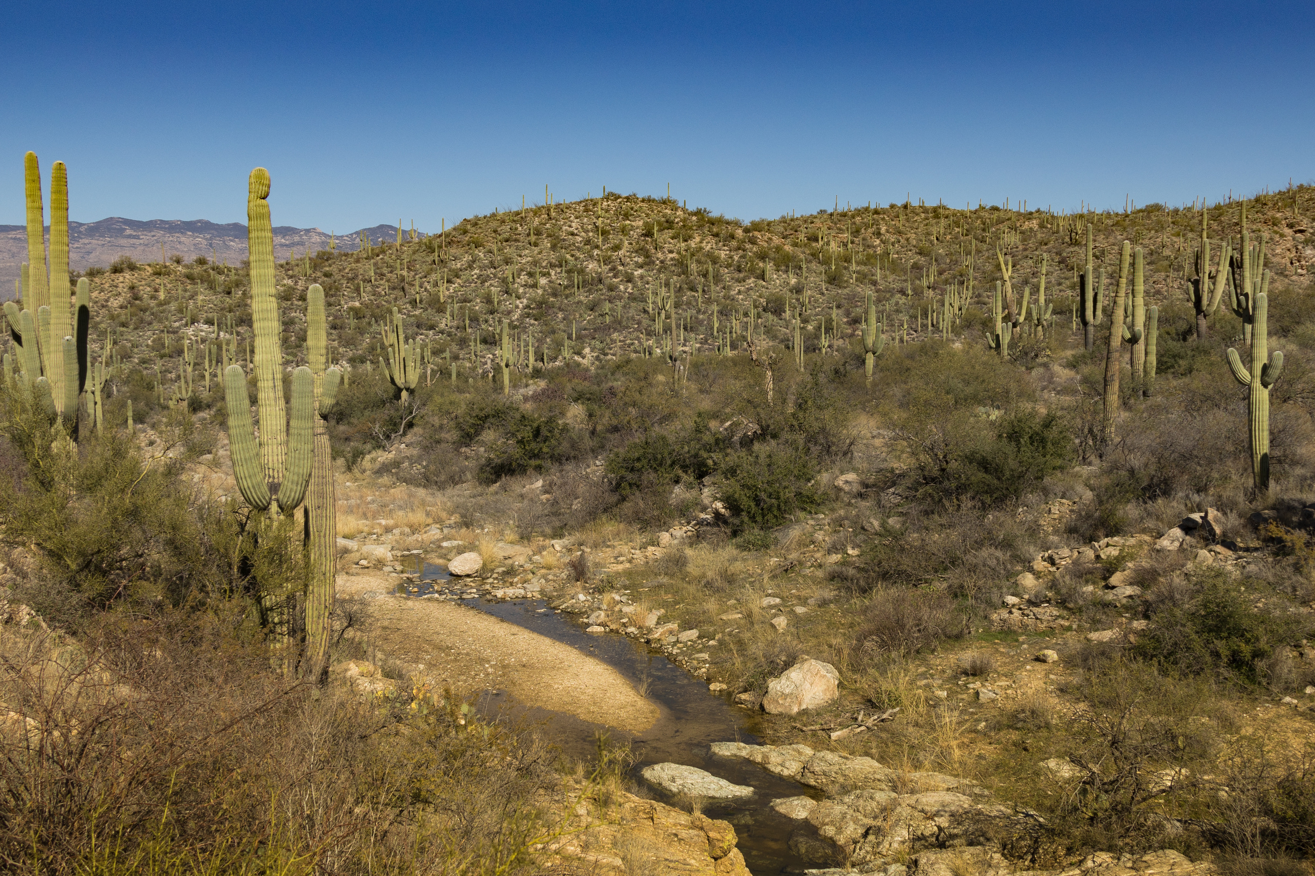 Кактусы. Olga Serebryannaya Travel Photography