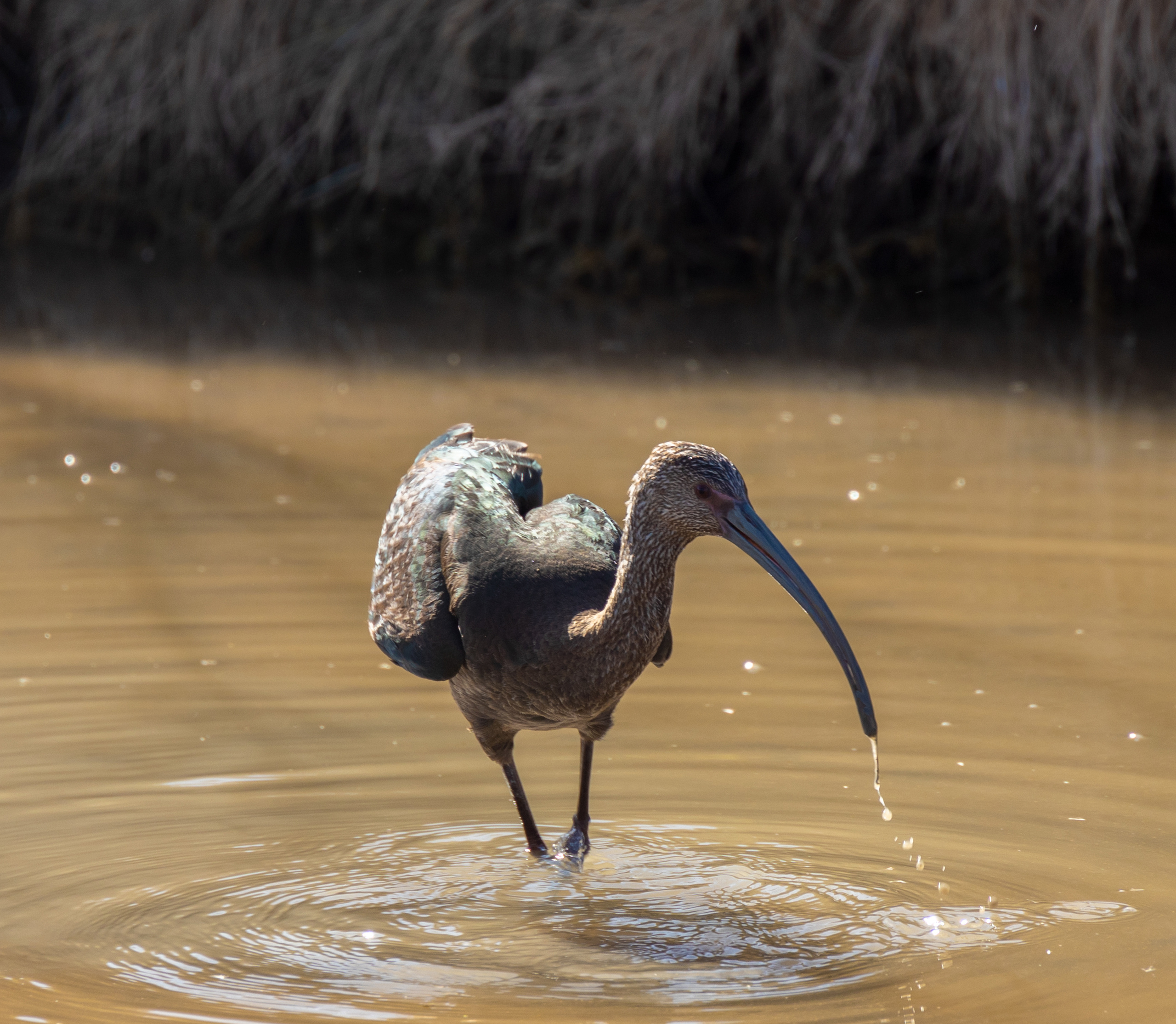 Птицы. Olga Serebryannaya Travel Photography