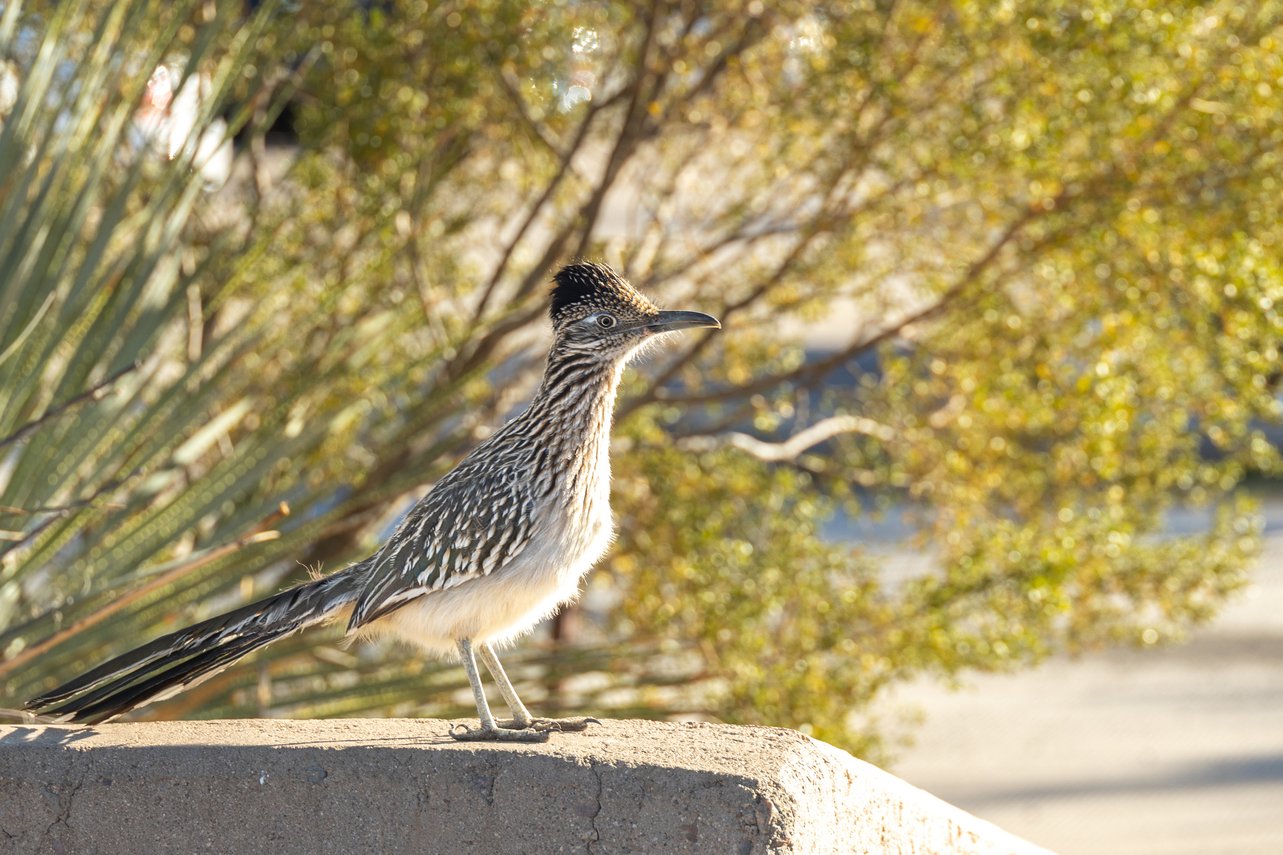 Птицы. Olga Serebryannaya Travel Photography