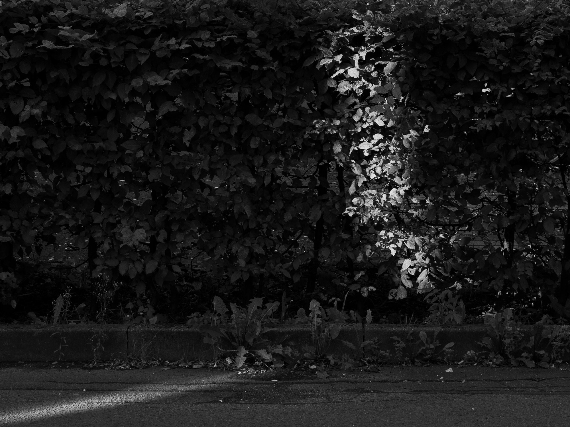 Social Housing. Anastasia Musinova