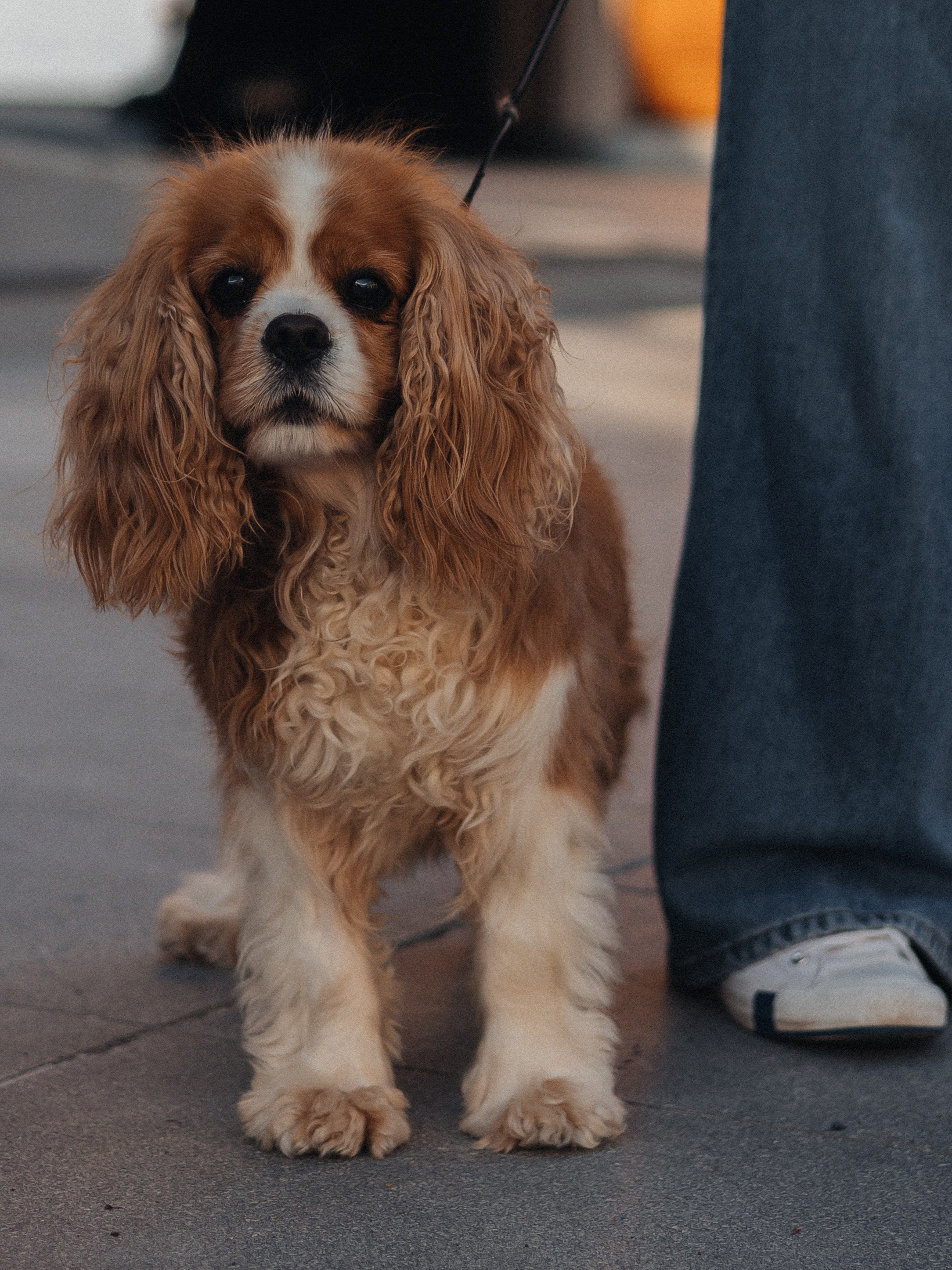 Настя, Филипп, Джованни и Риччи. Семейный фотограф в Таллинне Дарья Кивимейстер