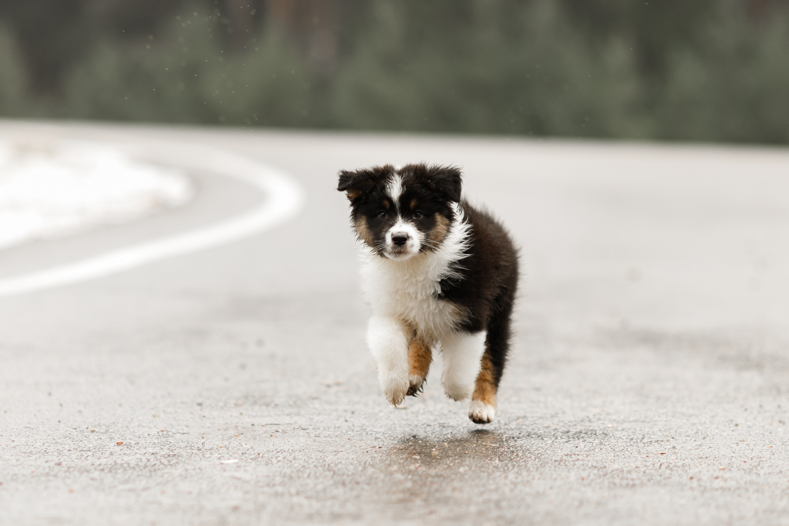 Pack of aussie puppies. Kaja | fotograf psów we Wrocławiu