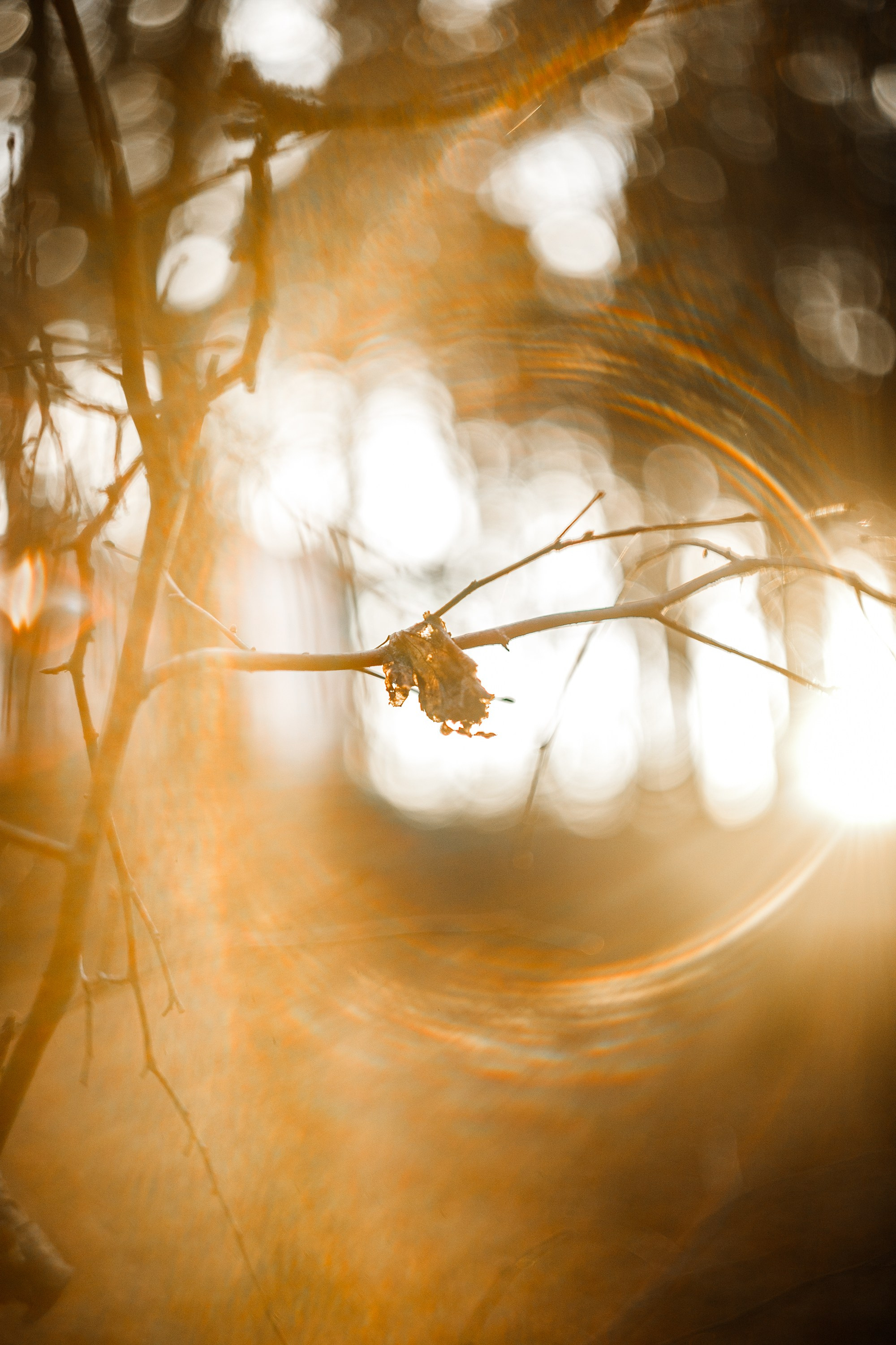 Polina. Kaja | fotograf psów we Wrocławiu