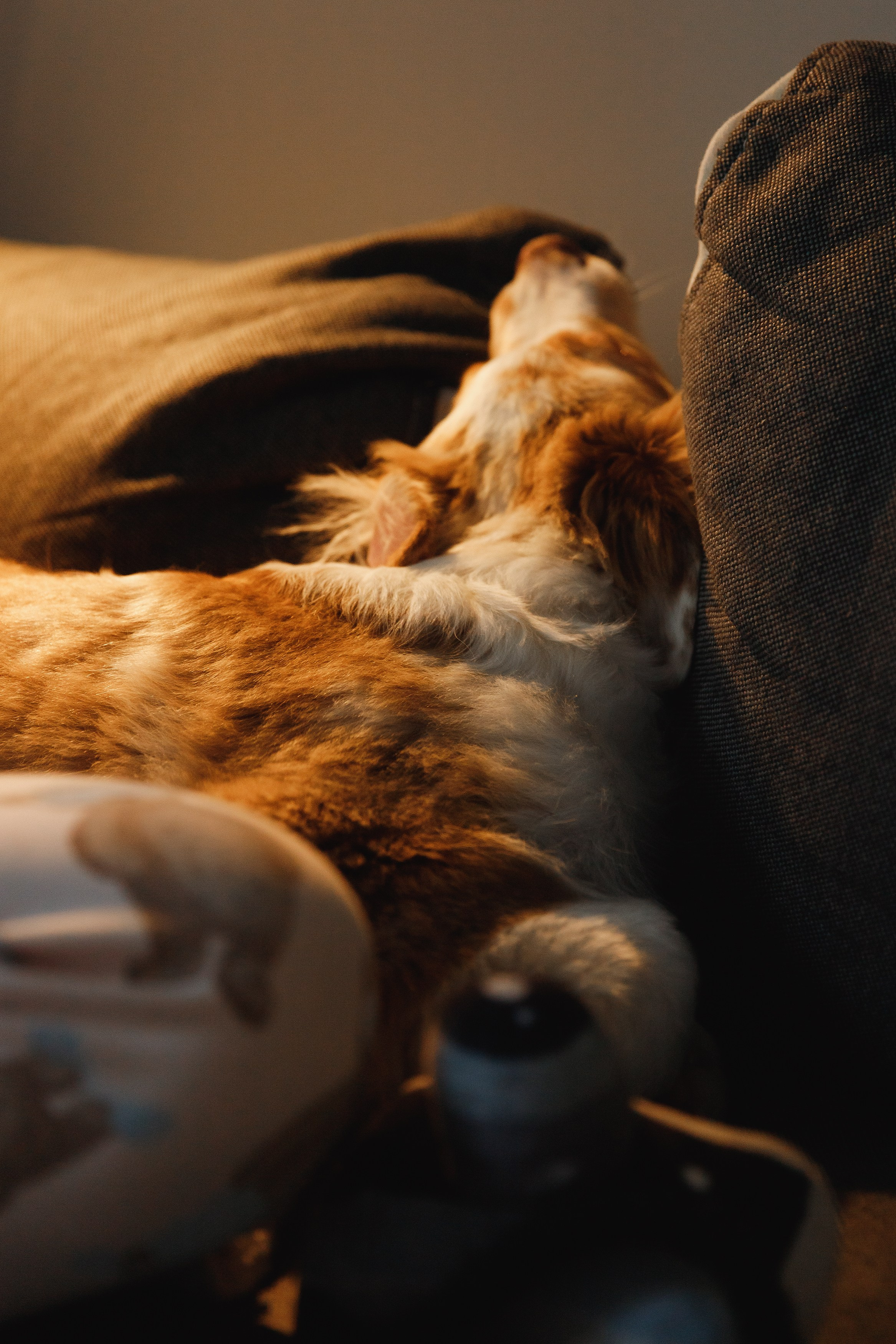 Fotografia psów Wrocław. Kaja | fotograf we Wrocławiu | ludzie i psy