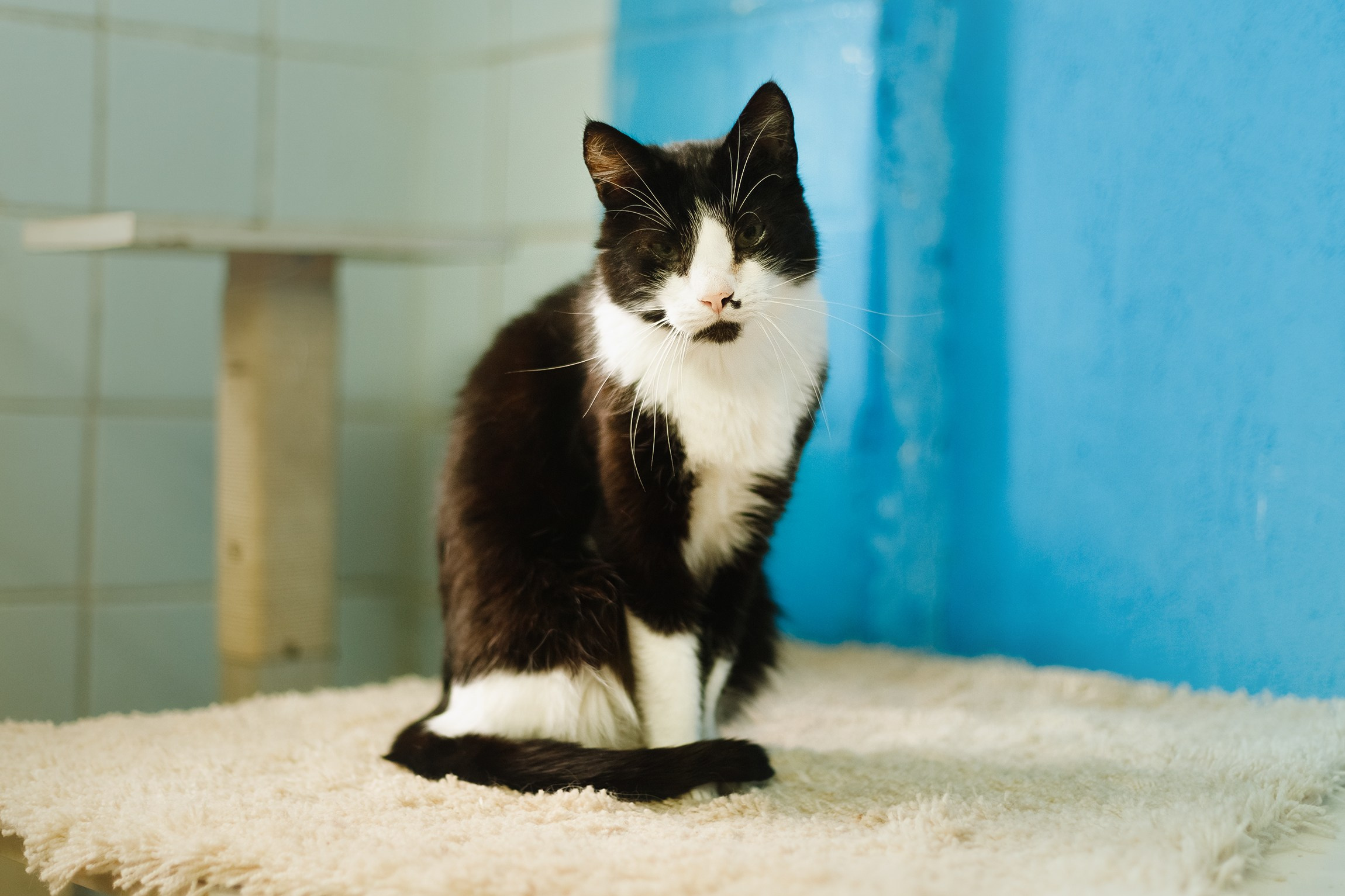 Shelter's cats for adoption. Kaja | fotograf we Wrocławiu | ludzie i psy