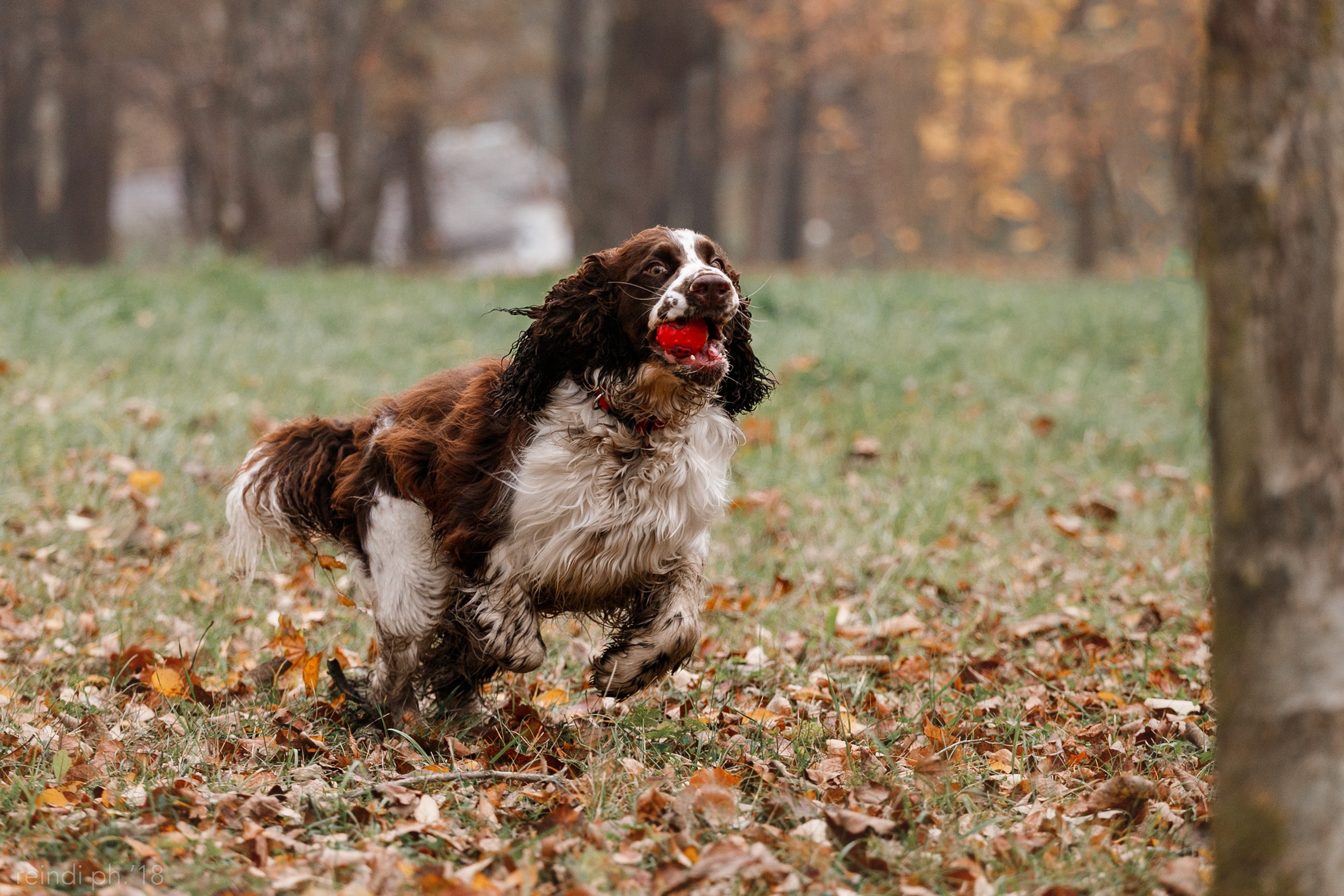 Frisbee and dog puller championship | autumn. Kaja | fotograf we Wrocławiu | ludzie i psy