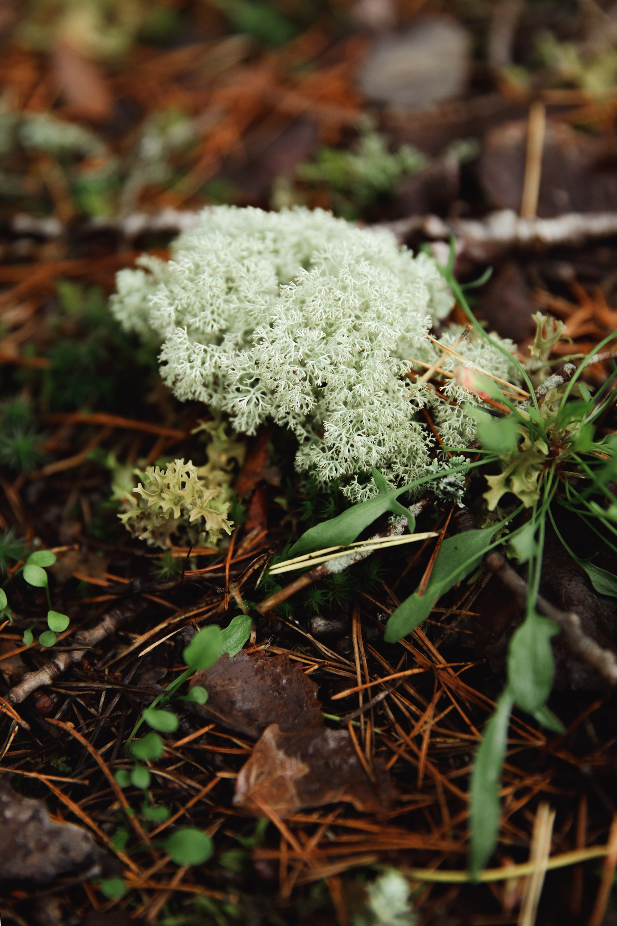 Turku. Kaja | fotograf psów we Wrocławiu