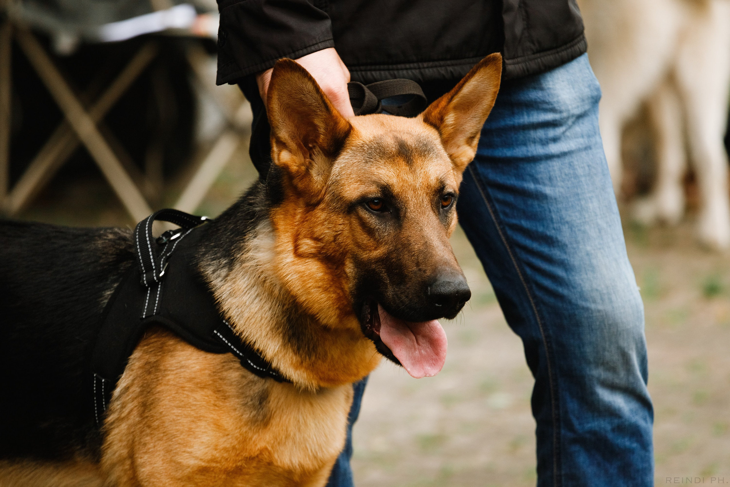 «Argus» dog show in Brest. Kaja | fotograf we Wrocławiu | ludzie i psy
