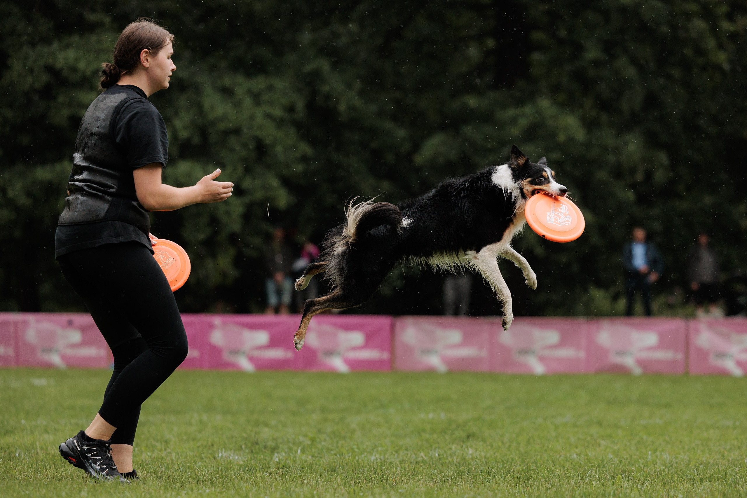 Latające psy, Wrocław'25. Kaja | fotograf psów we Wrocławiu