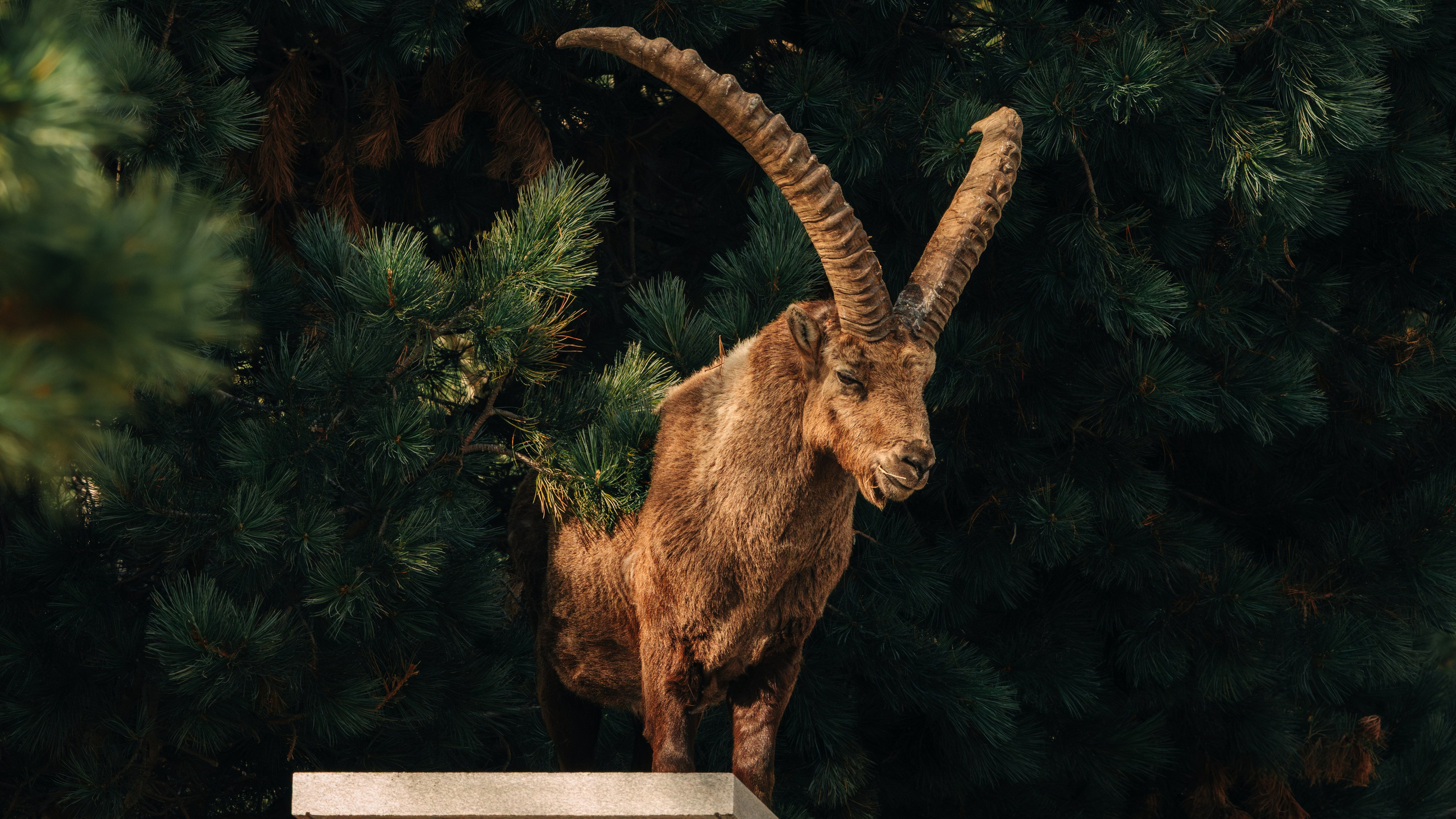 Capricorns in Pontresina. Lutsenko Visuals — Photography & Visual Content