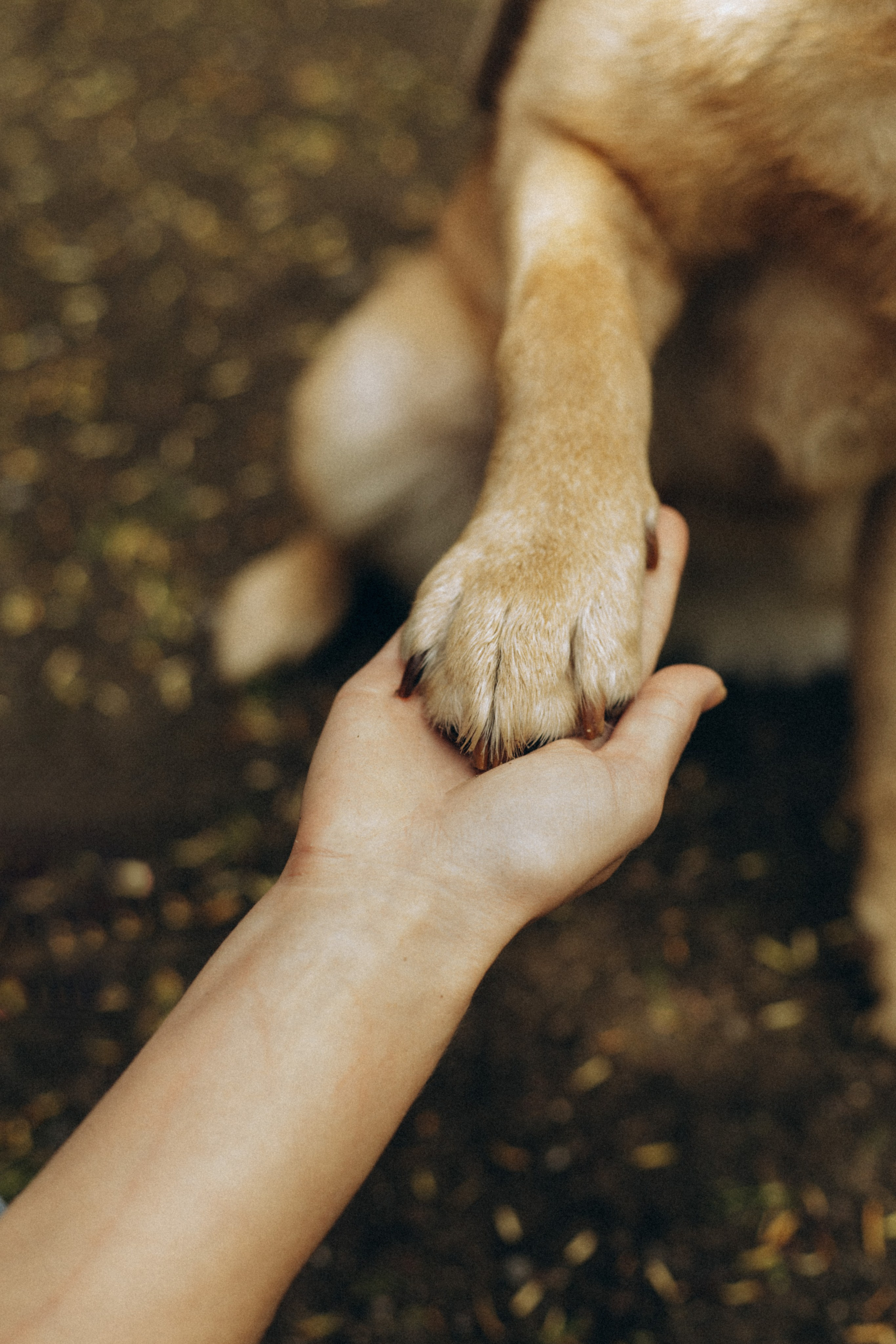 Tiere. Fotograf Düsseldorf, Köln, NRW - Kristina Braudo
