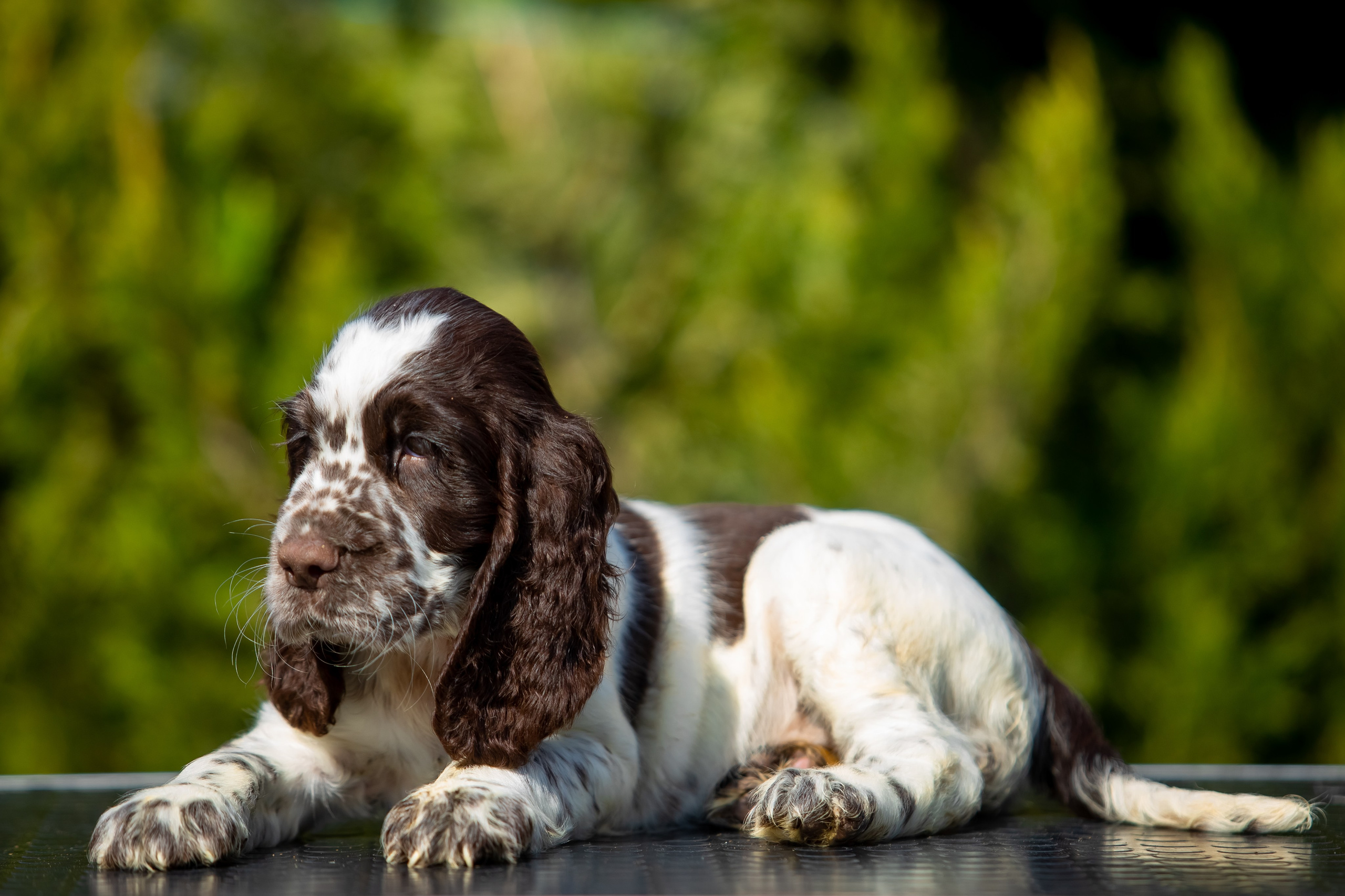 Female — Red collar ❤️. Website of the titled stud dog of the Springer Spaniel breed