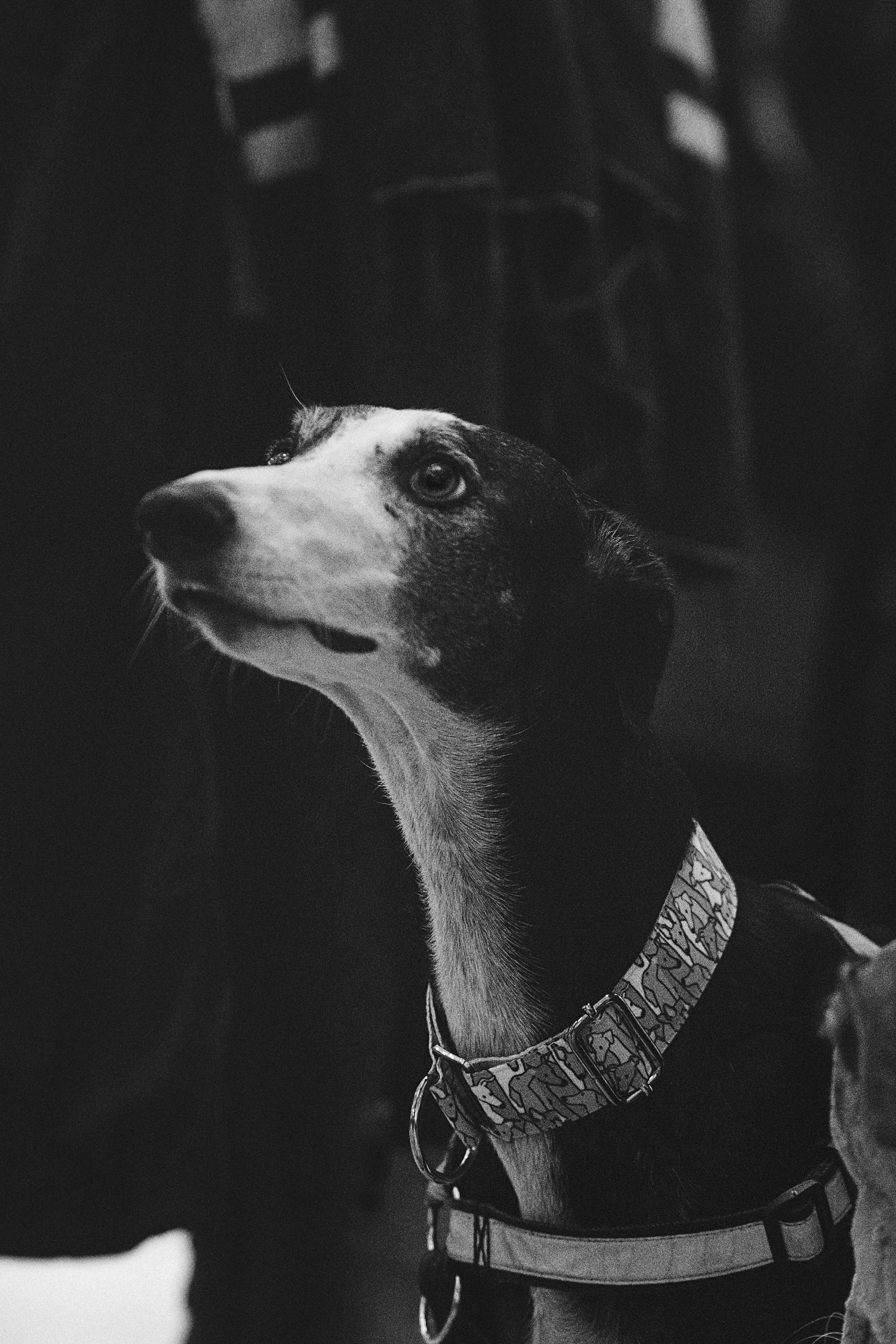 GalgoTreff / Solaris keskus 16 november. Kat Laisaar — Pet photographer in Tallinn