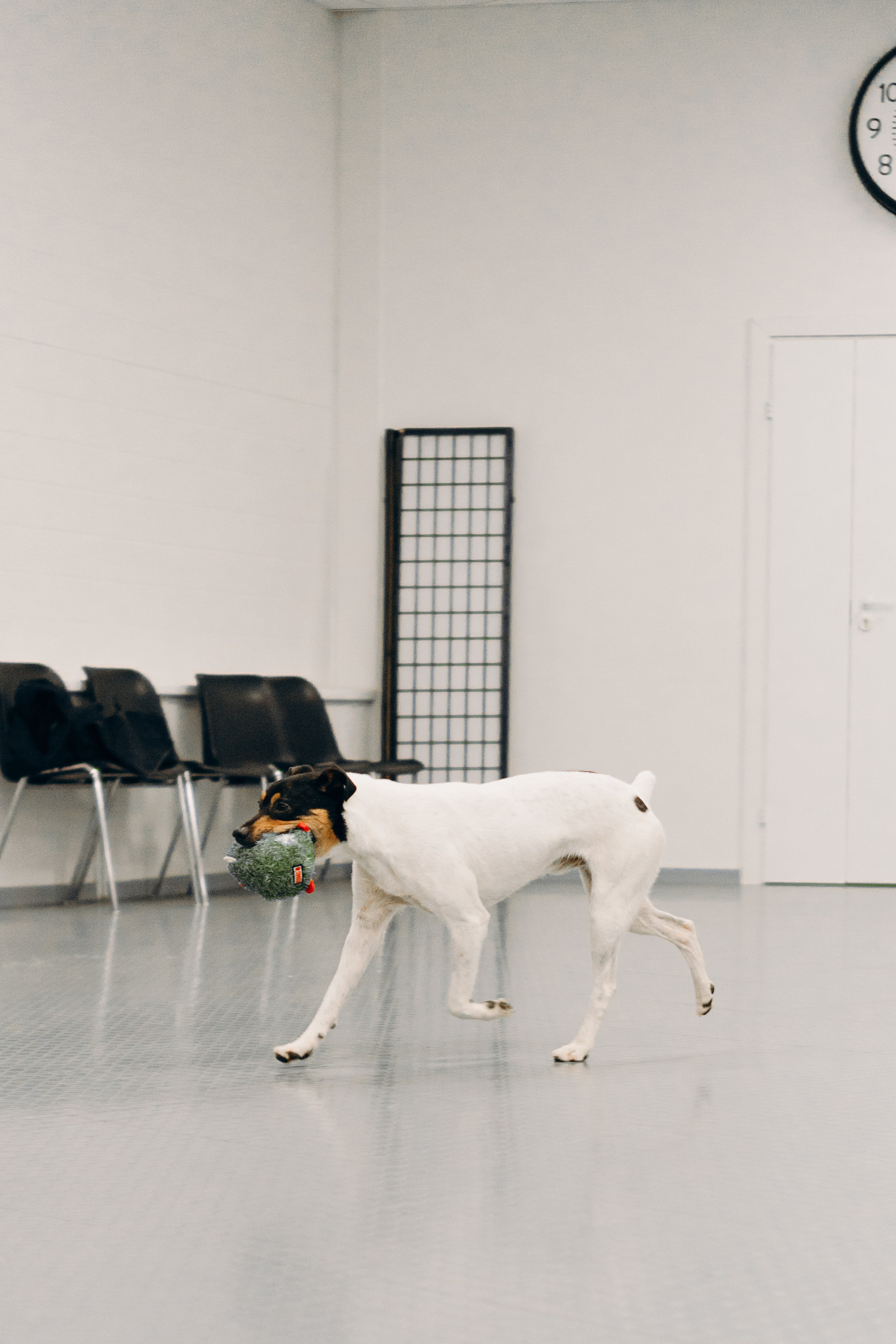 GalgoTreff / PetCity Rannamõisa, 13 apr. 2025. Kat Laisaar — Pet photographer in Tallinn