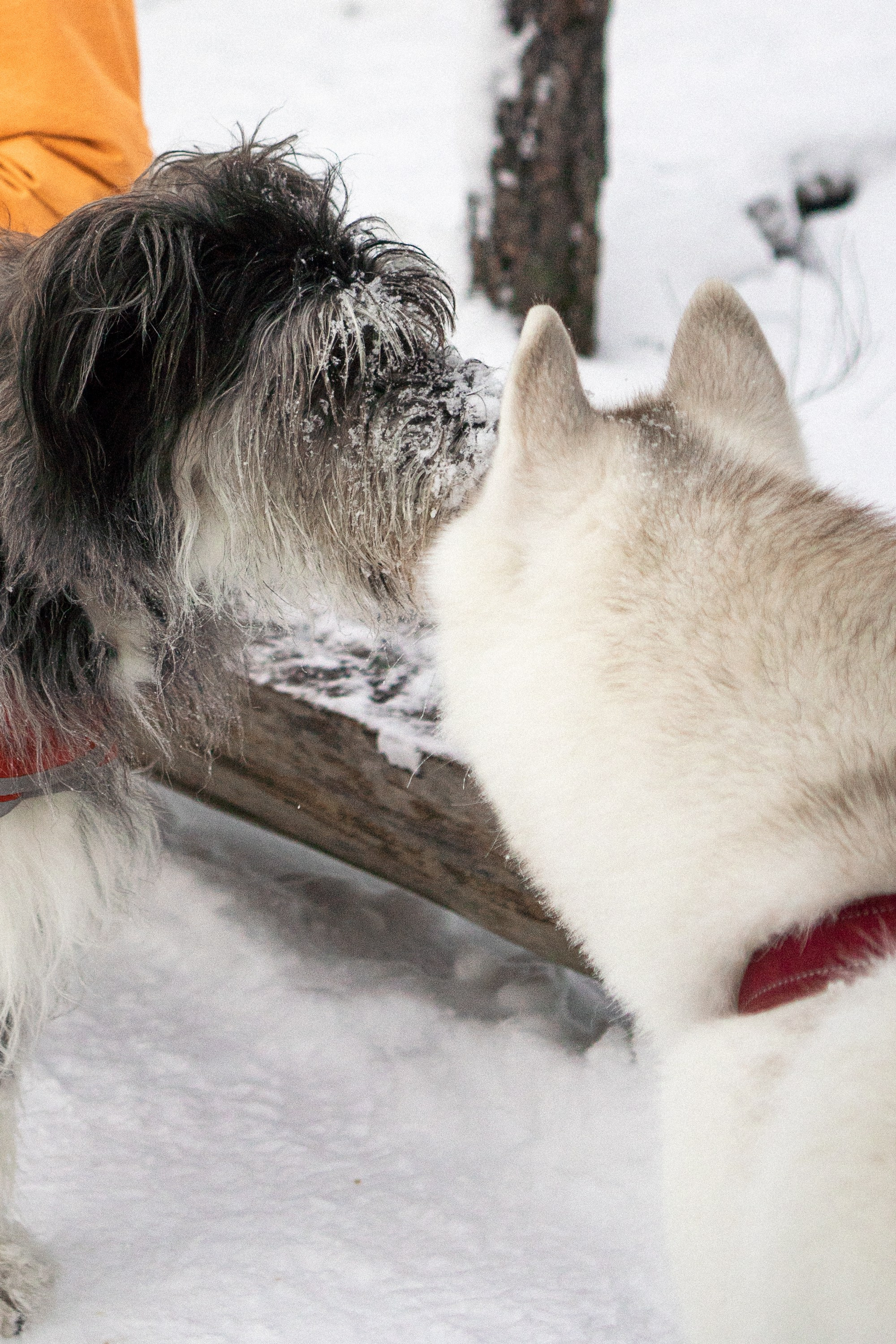 Dog Street Photography in Estonia. Kat Laisaar — Pet photographer in Tallinn