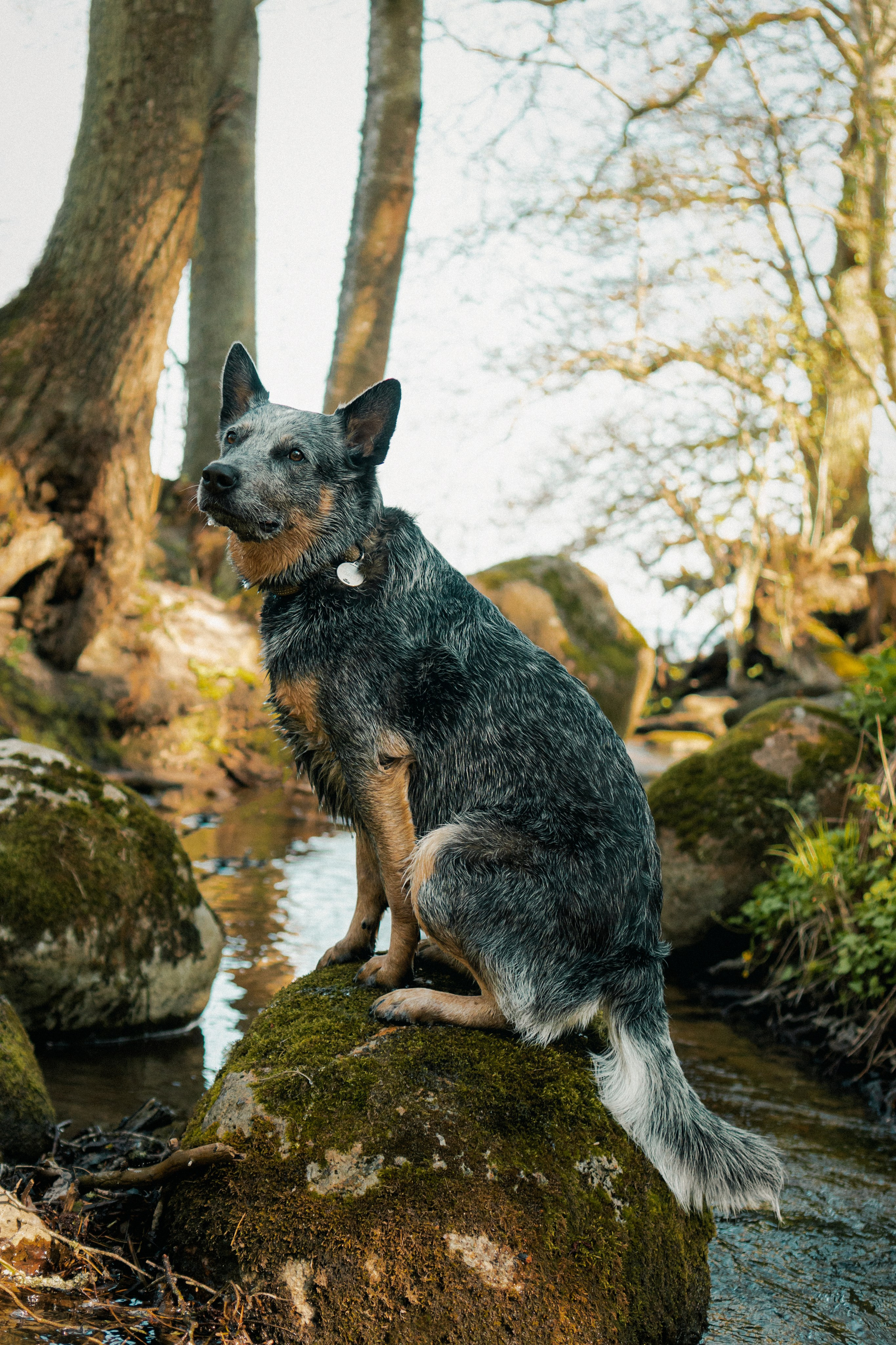 Oskar, Maria & Dmitrii. Kat Laisaar — Pet photographer in Tallinn