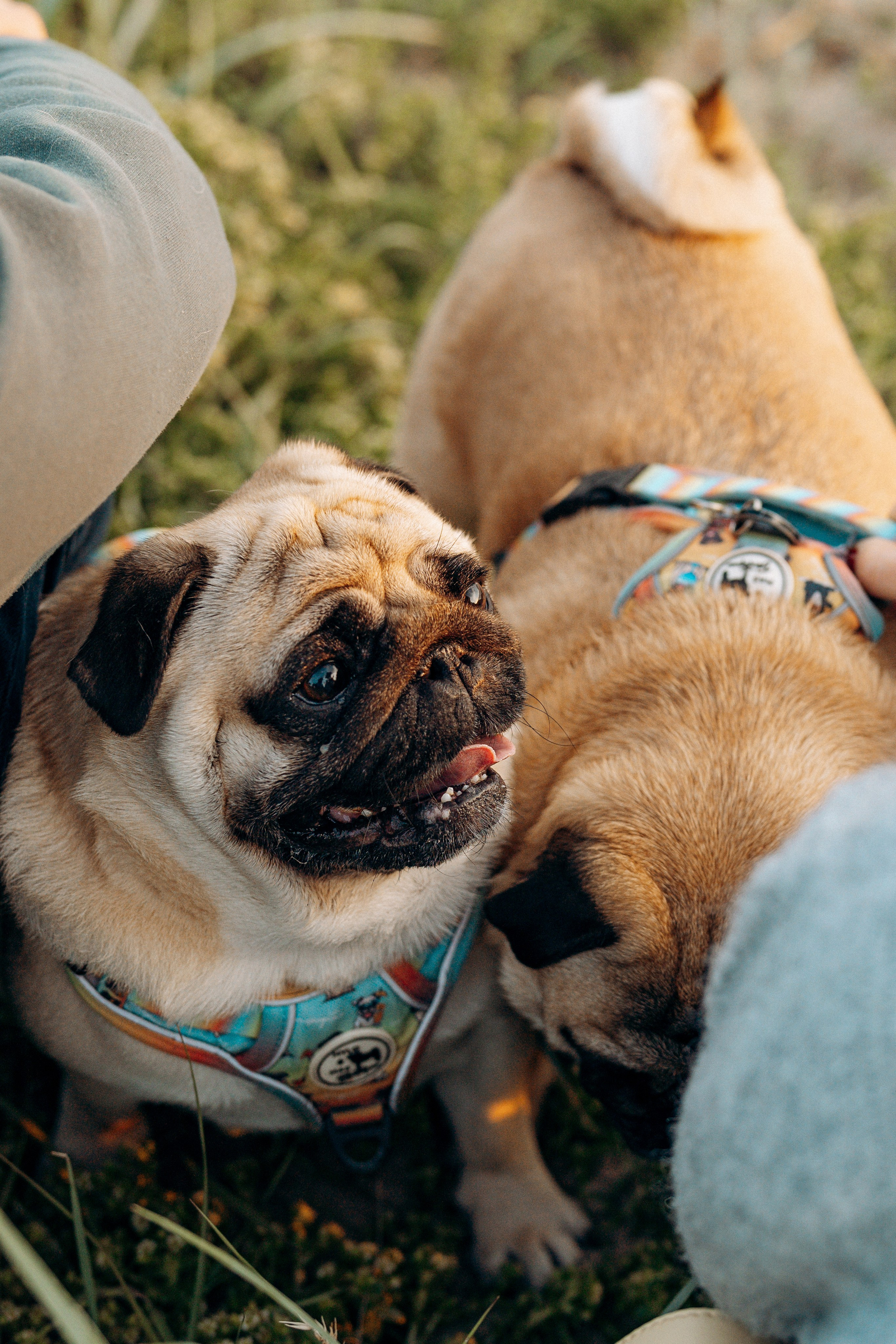Frank, Tony, Katerina & Lev. Kat Laisaar — Pet photographer in Tallinn