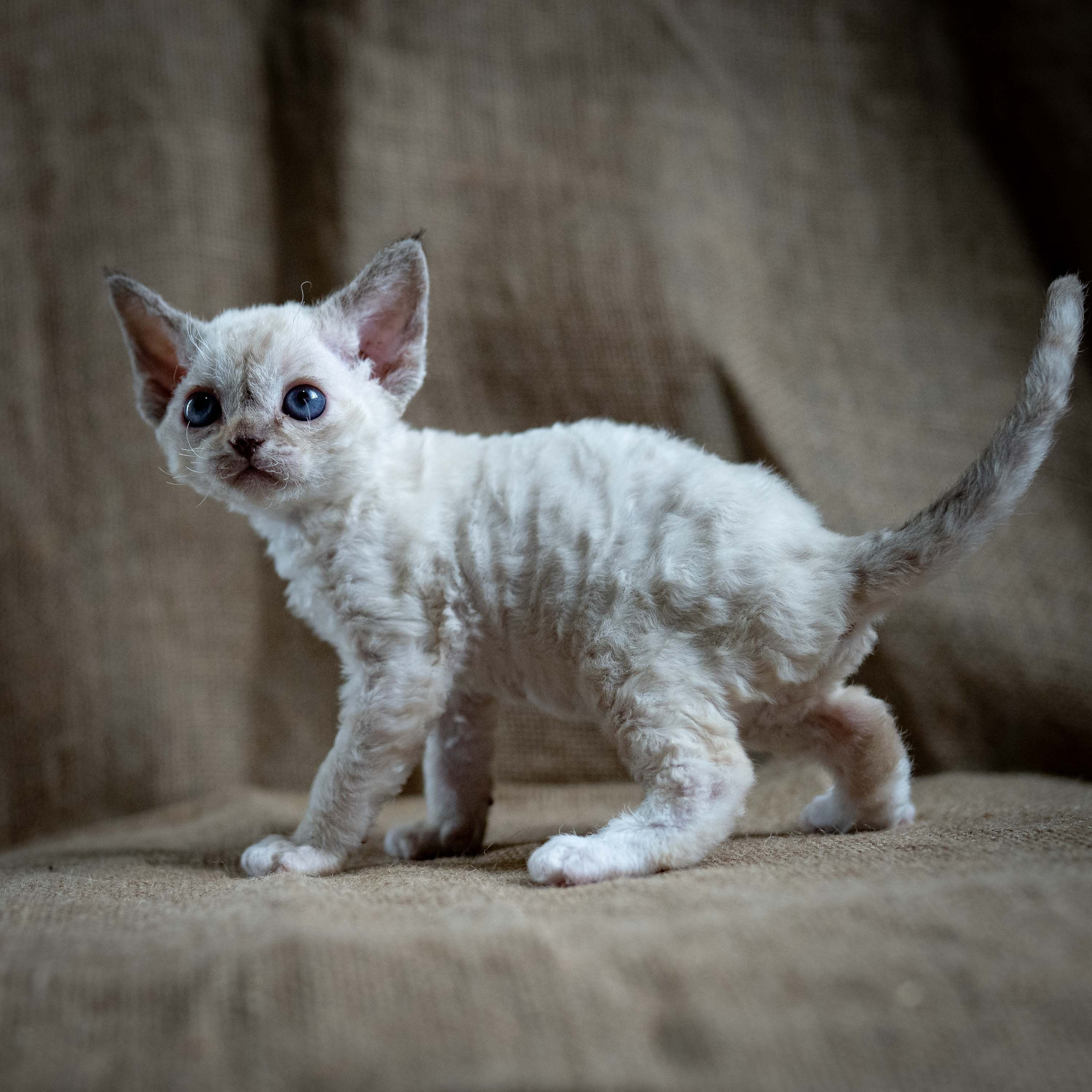 Lily, girl, born 12.20.2025. Devon Rex Pixie Cattery