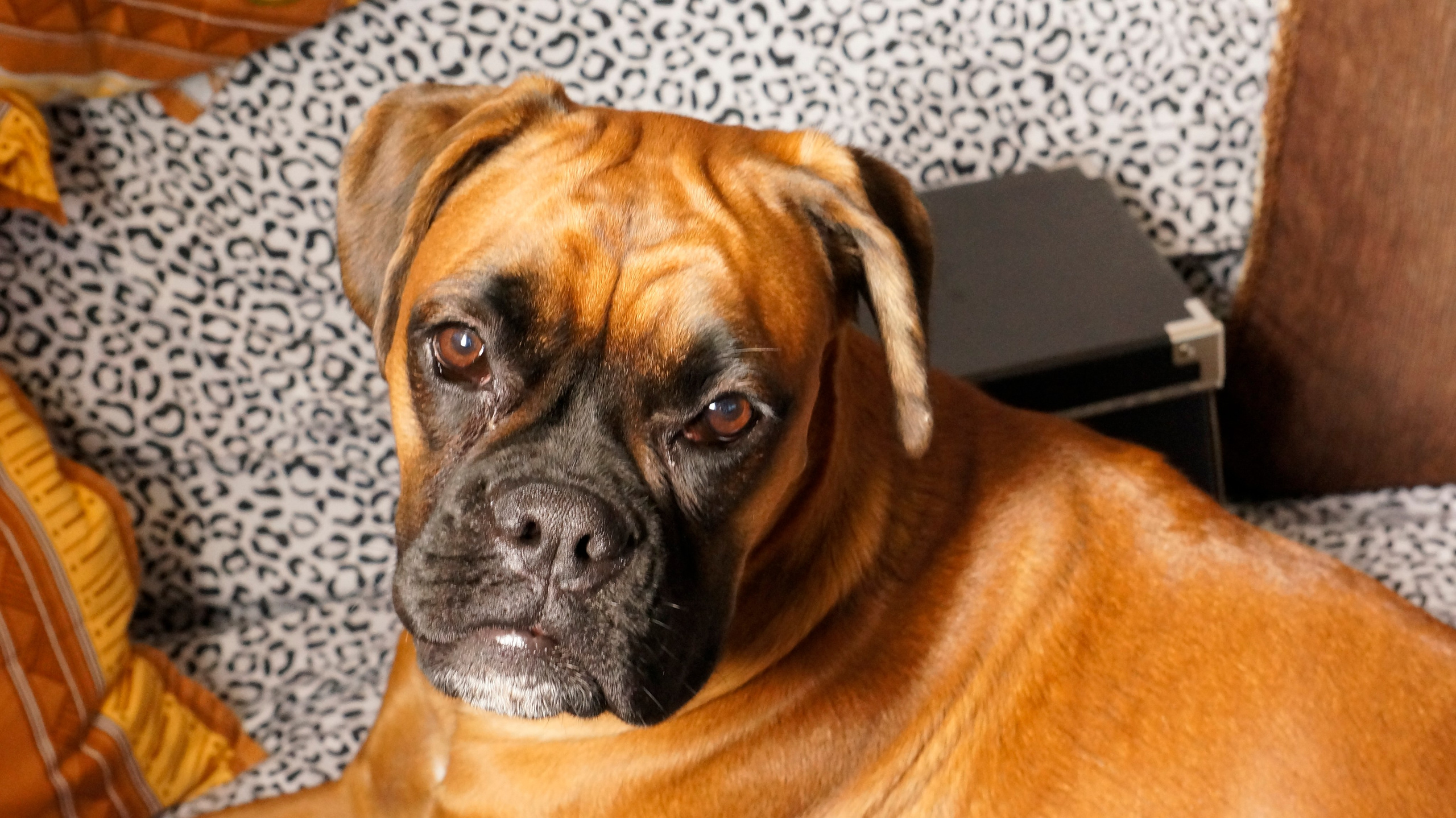 My ״Star״ Boxer Dog