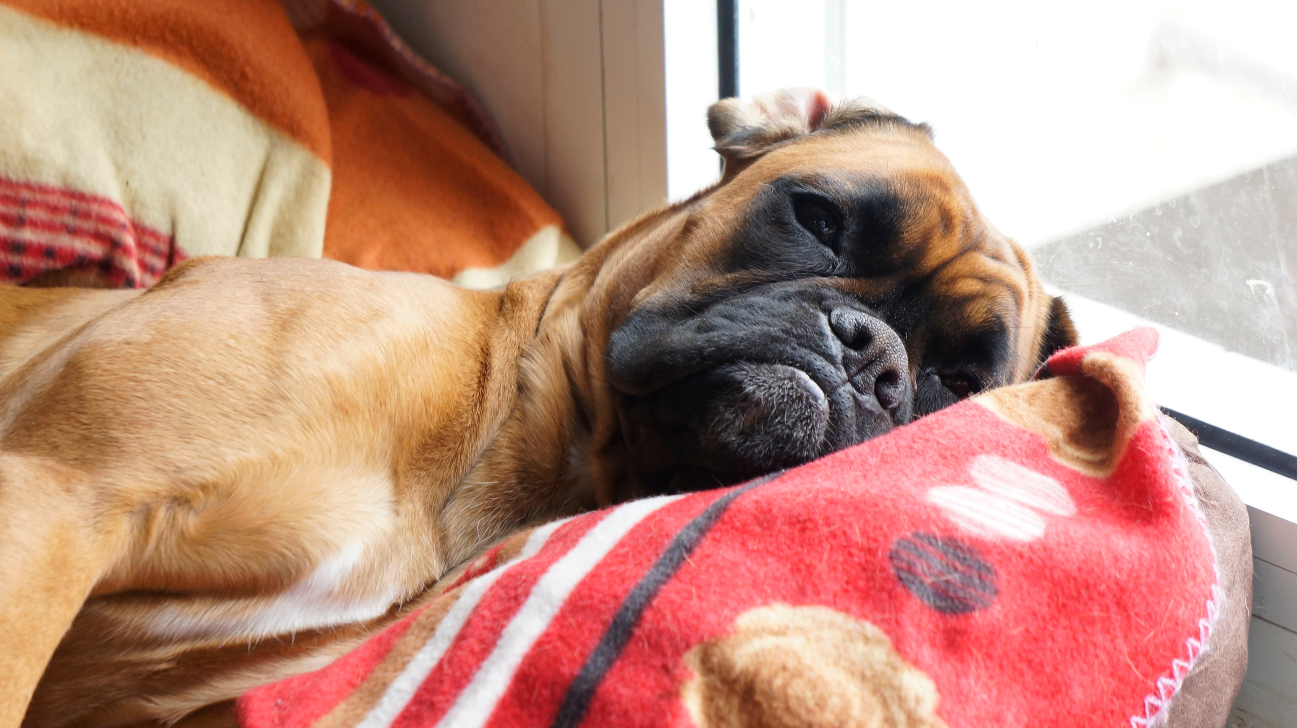 My ״Star״ Boxer Dog