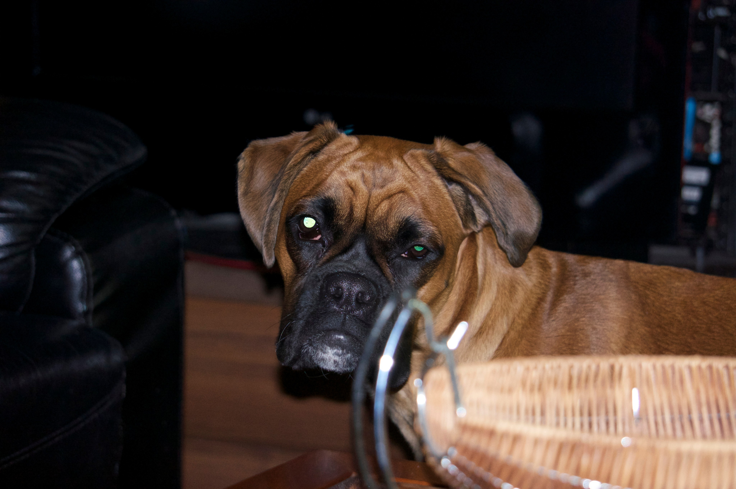 My ״Star״ Boxer Dog