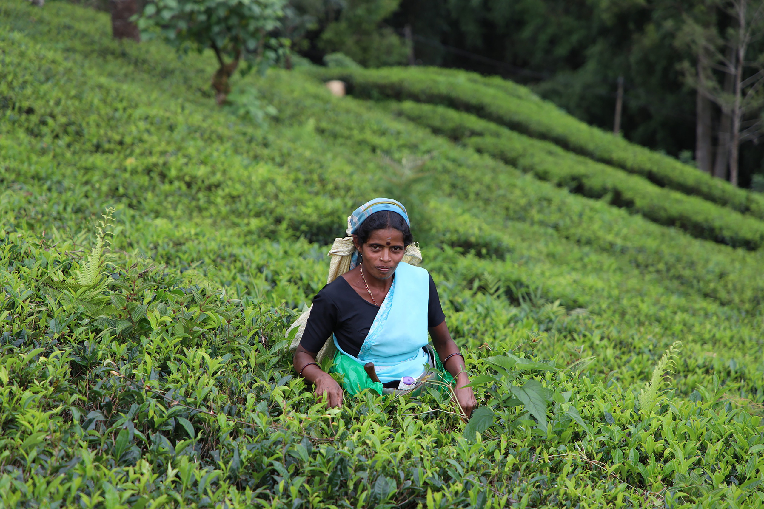 SRI LANKA. Photographe Karen Tatevosian