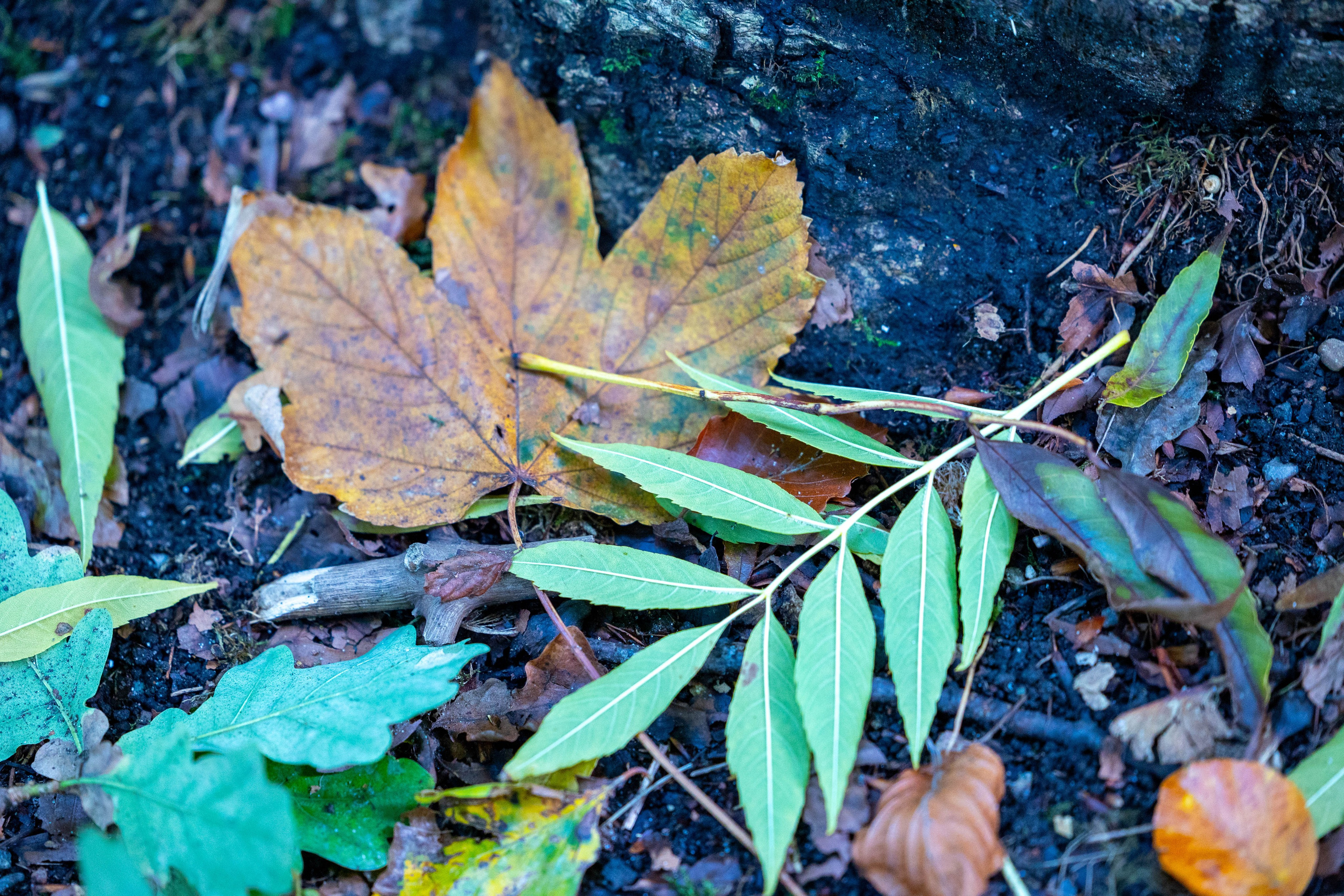 Efterår. Fotograf Aarhus | Portrætfoto Århus | Flotte billeder