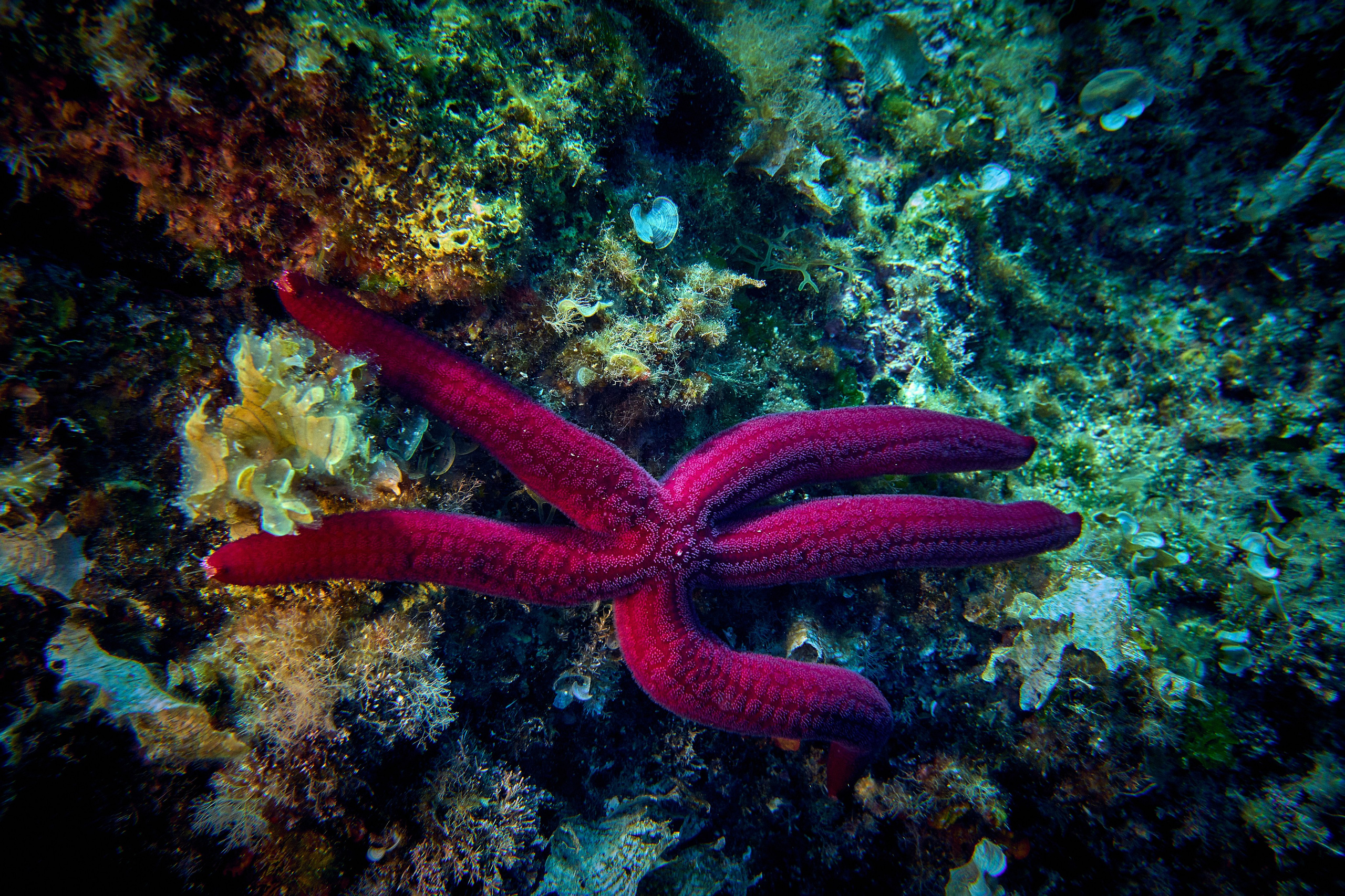 Mieszkańcy mórz. Andriej Szypilow — Photography & Videography