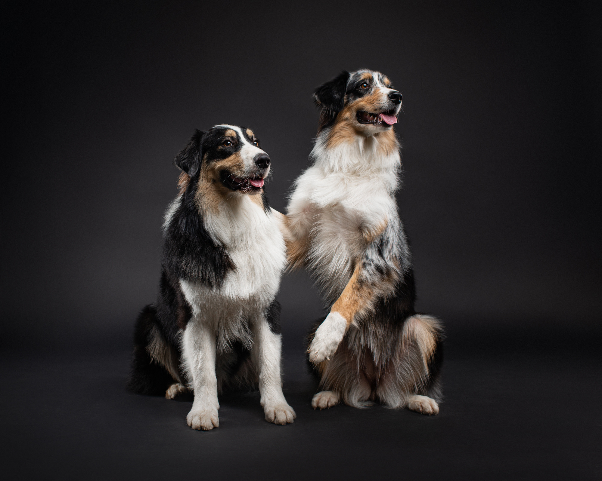 Pet portraits made at your place by Tanya Asfir, Belgrade. Tanya Asfir — Pet & Animal Photographer | Belgrade, Serbia