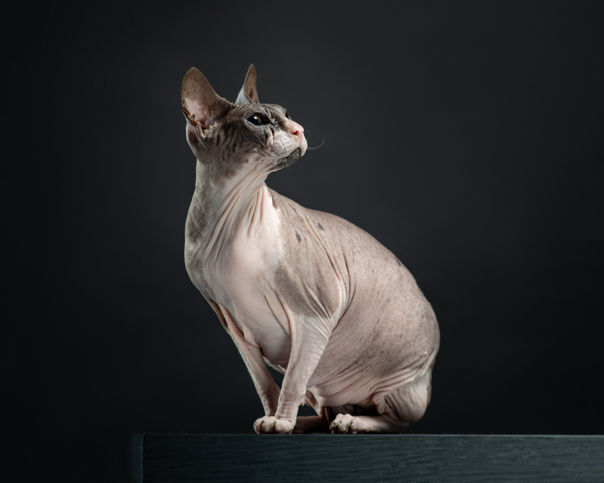 Pet portraits made at your place by Tanya Asfir, Belgrade. Tanya Asfir — Pet & Animal Photographer | Belgrade, Serbia