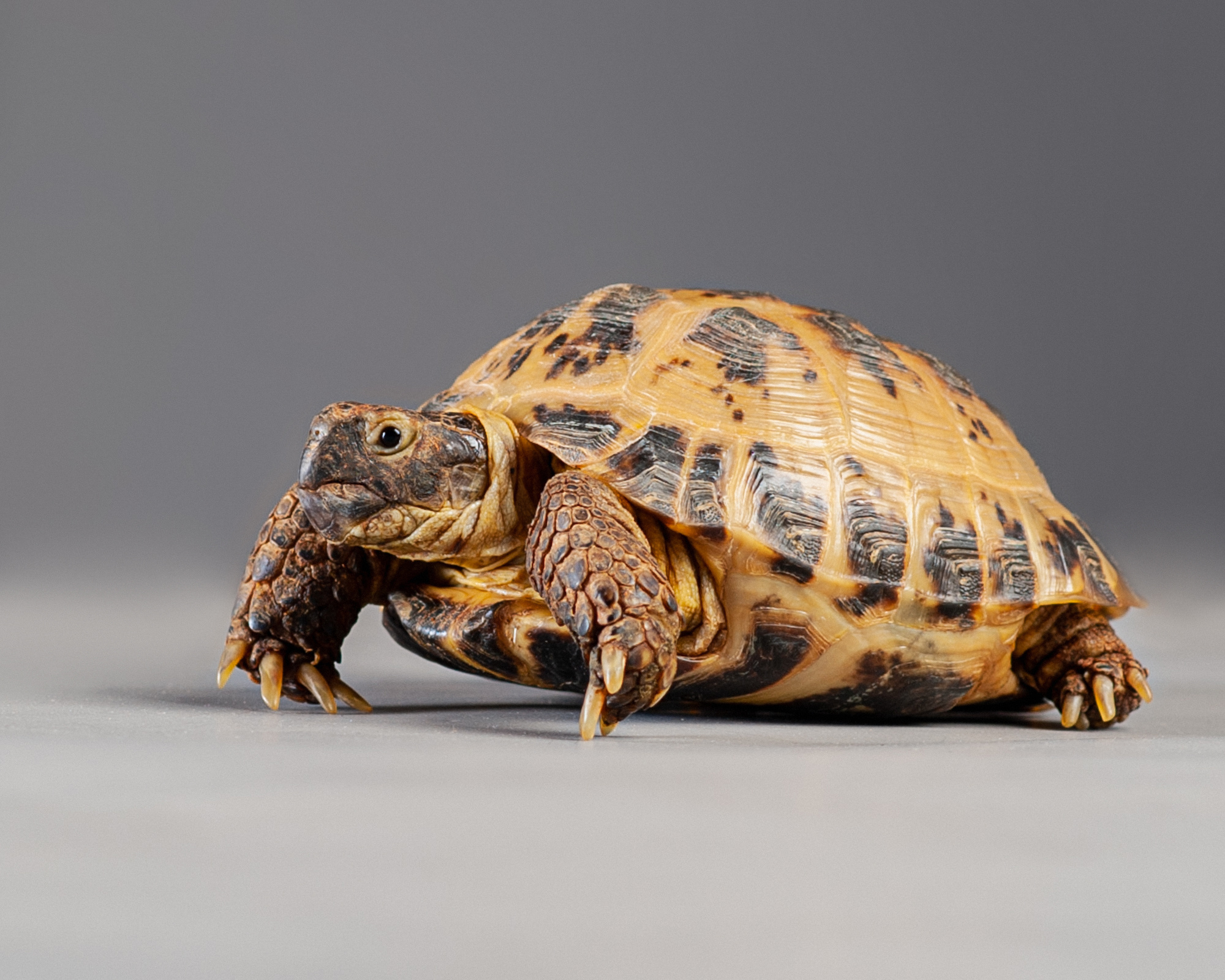 Pet portraits made at your place by Tanya Asfir, Belgrade. Tanya Asfir — Pet & Animal Photographer | Belgrade, Serbia