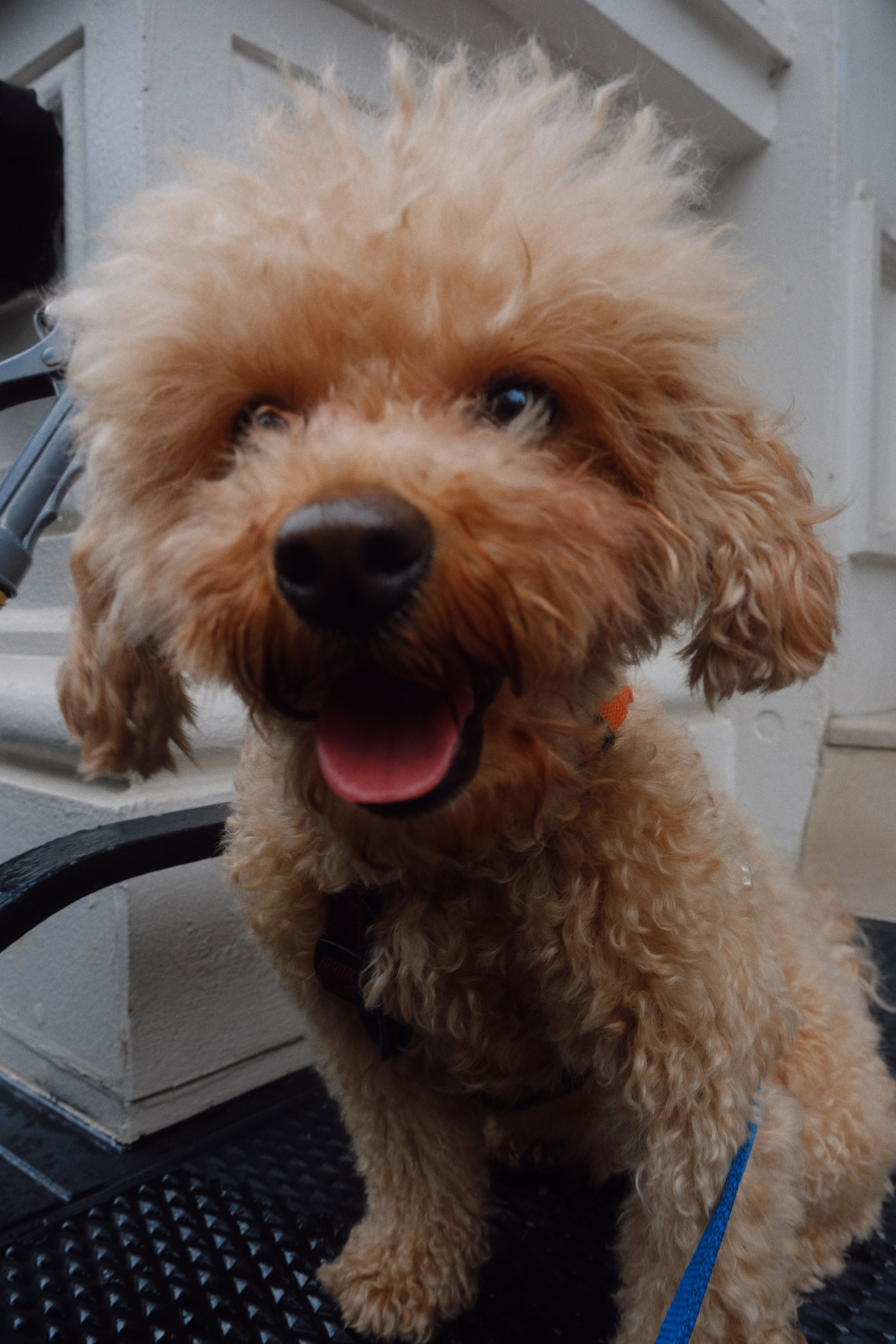 Annie, Egor & Locky. New York Photographer Sveta Zemskova, NYC Photo