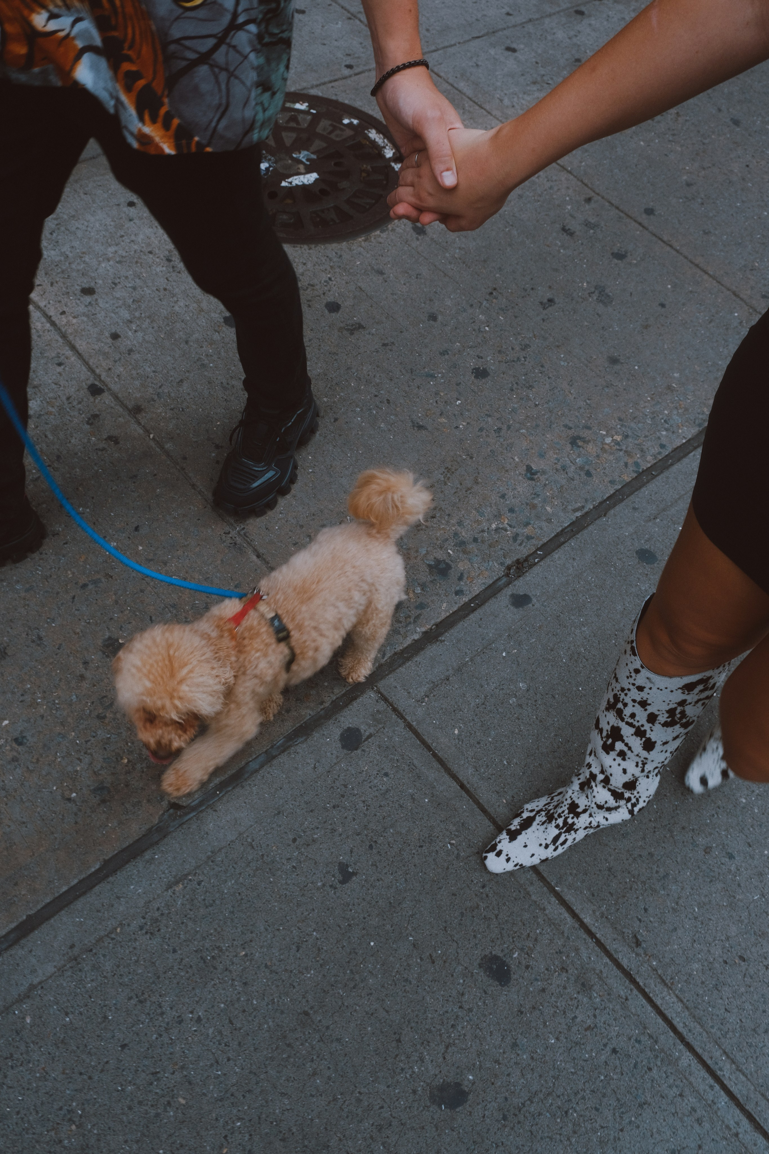 Annie, Egor & Locky. New York Photographer Sveta Zemskova, NYC Photo