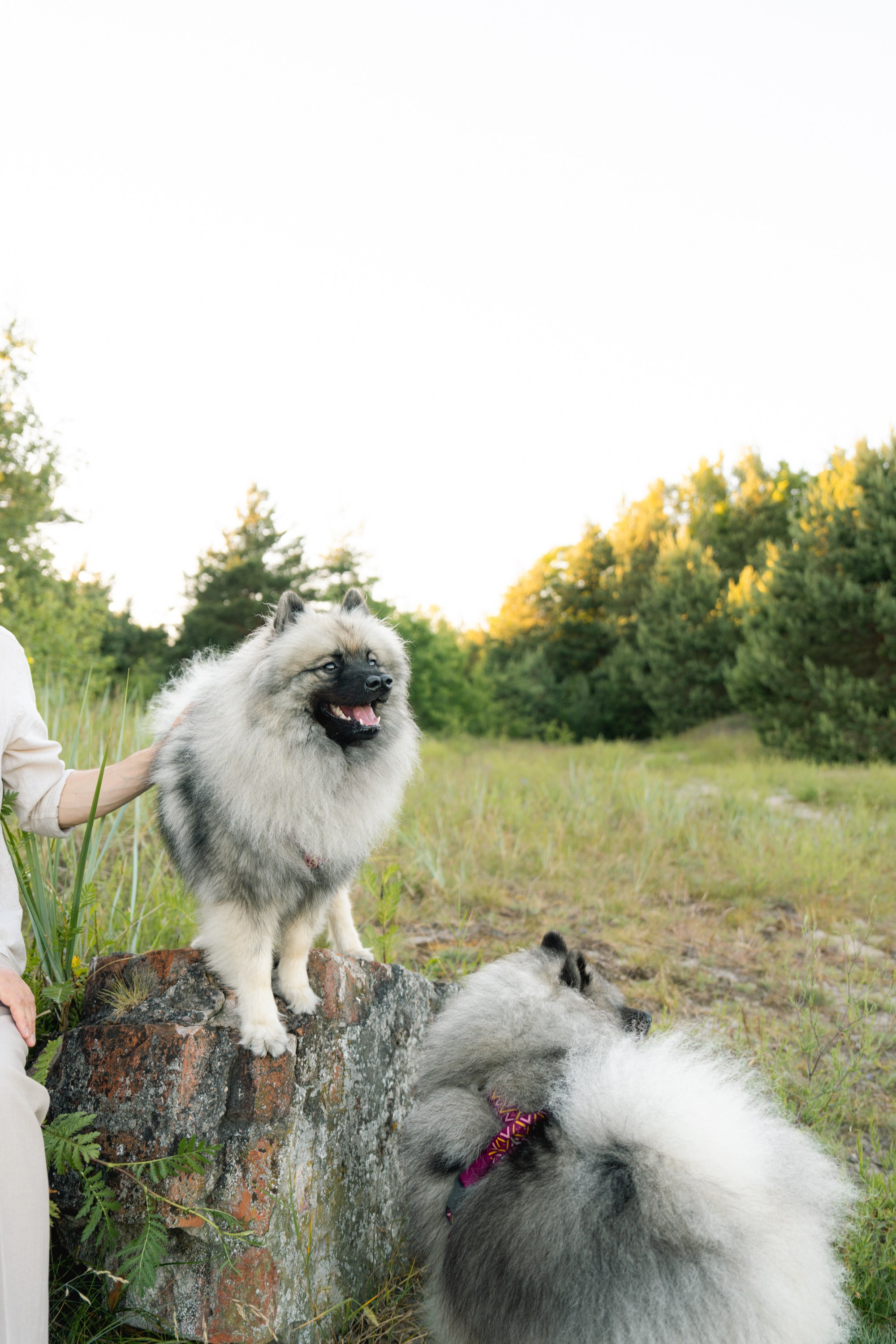 Rūta, Mindaugas, Yuma ir Meila. Vita Klimaševska ○ Fluffy Soulmate Photography