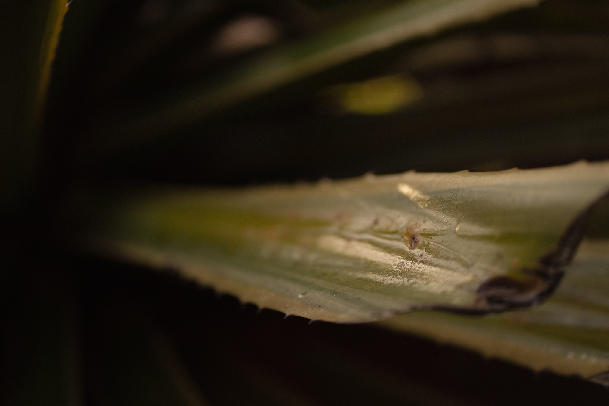 Lembrar não é só ver. É sentir de novo