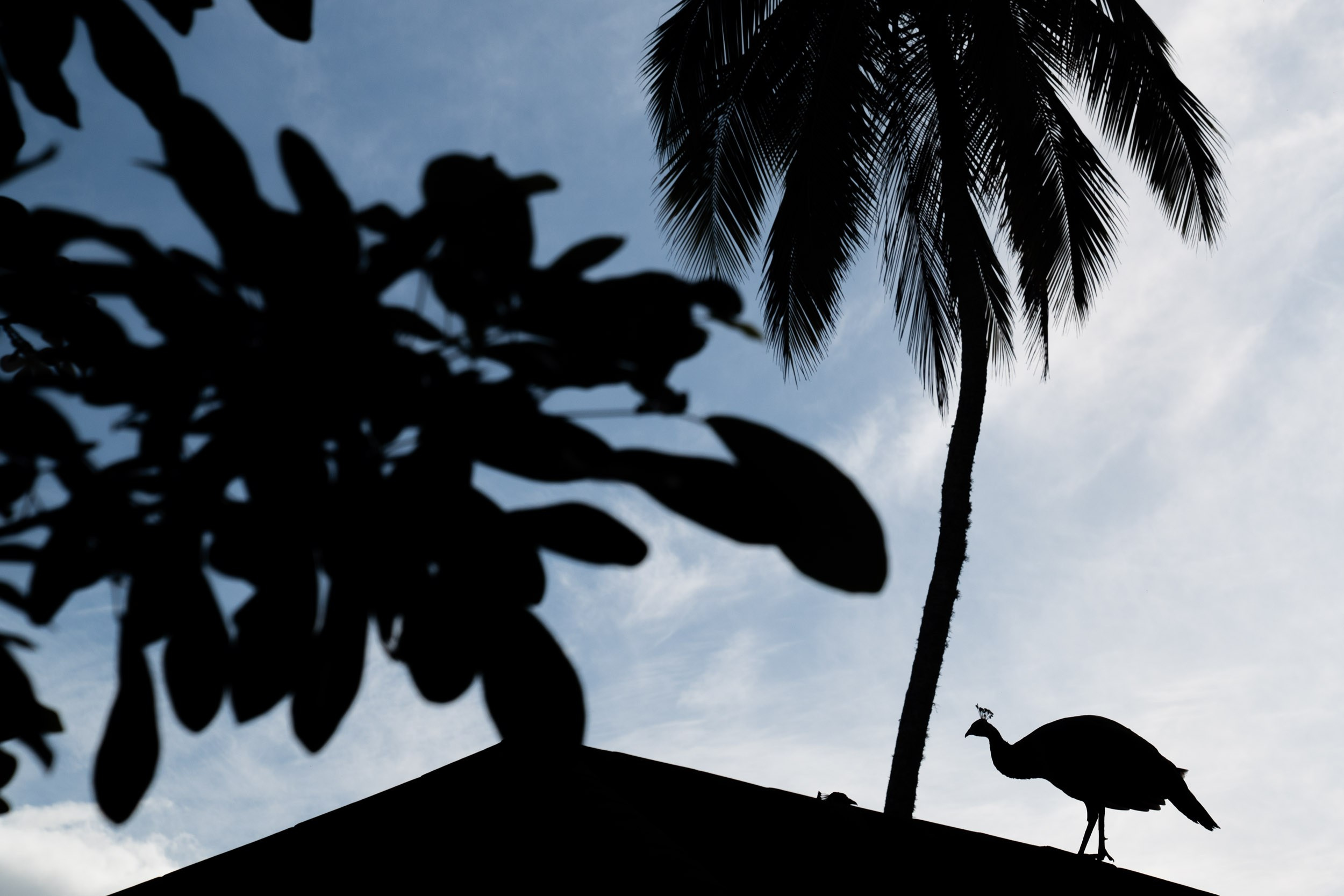 The peacock on the roof of the villa 