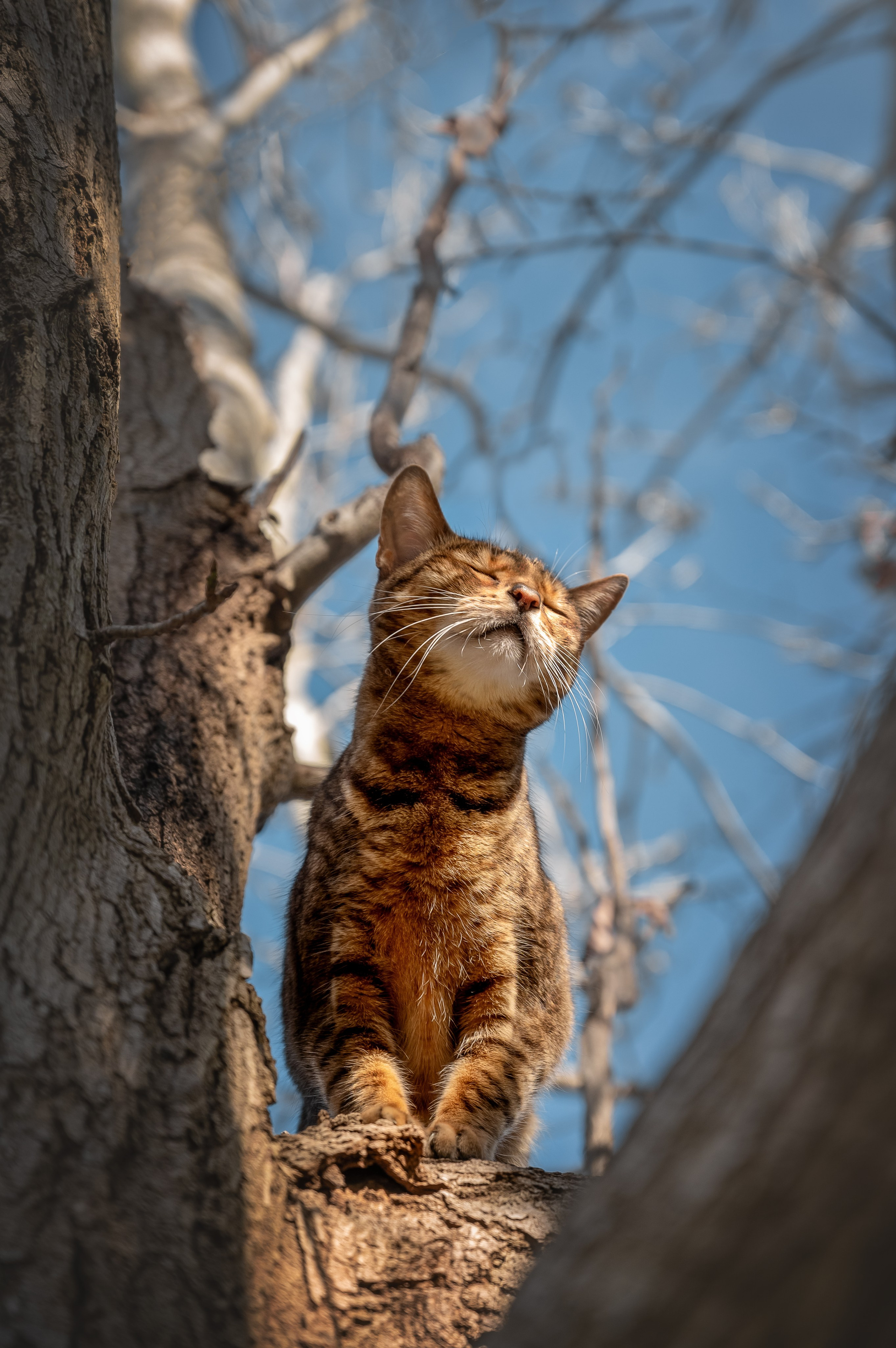 Pets. Natasha photo Photographer in Melbourne