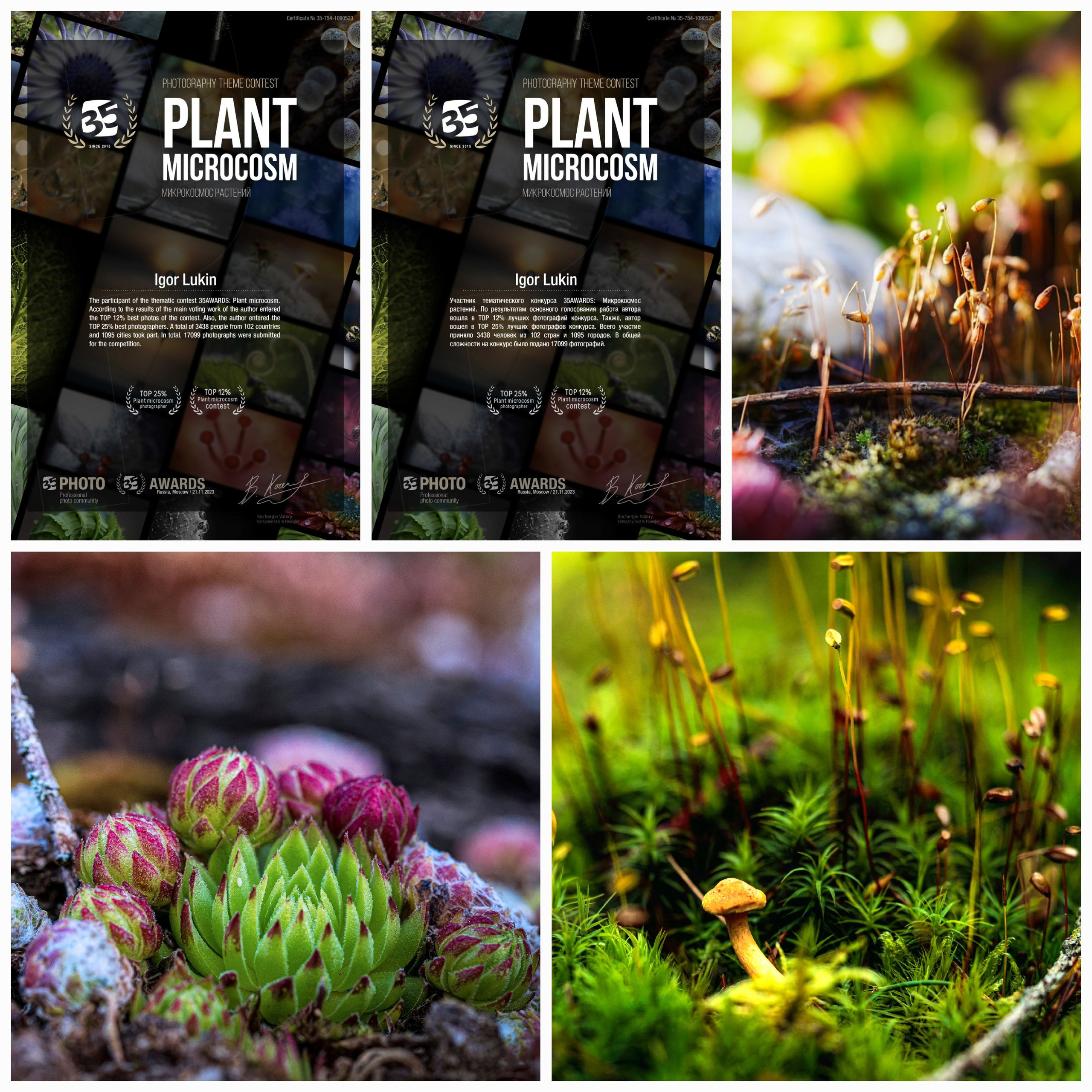 МИКРОКОСМОС РАСТЕНИЙ PLANT MICROCOSM. LUKIN IGOR Photography