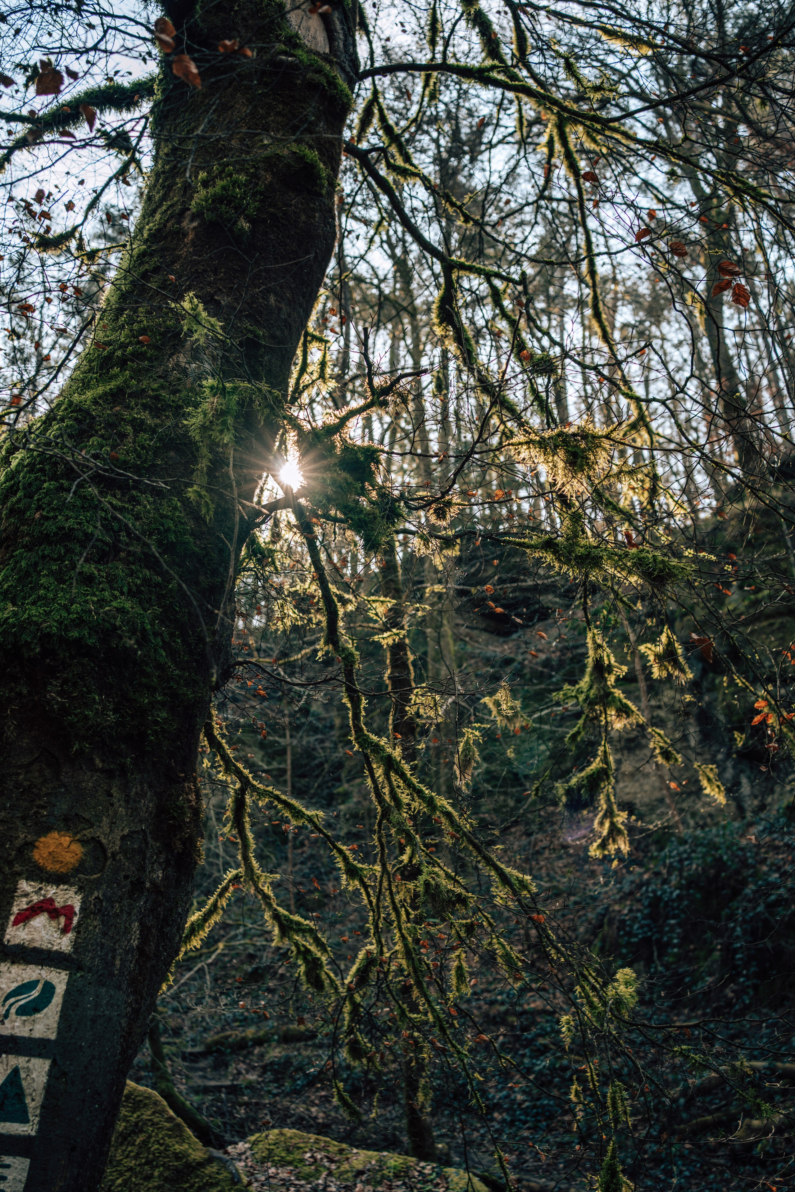 Müllerthal. Elena Seewald