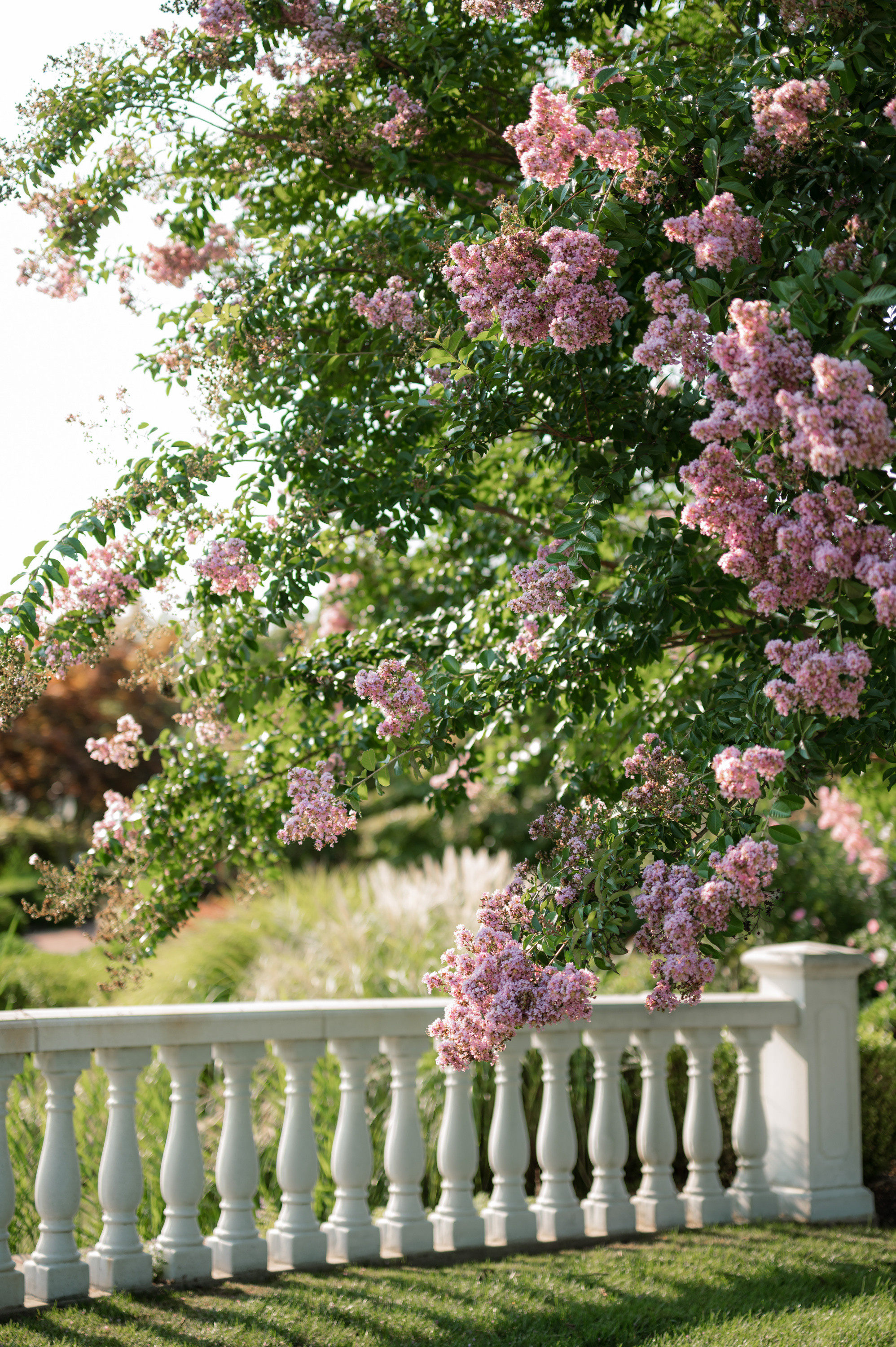 a white fence with pink flowers on it